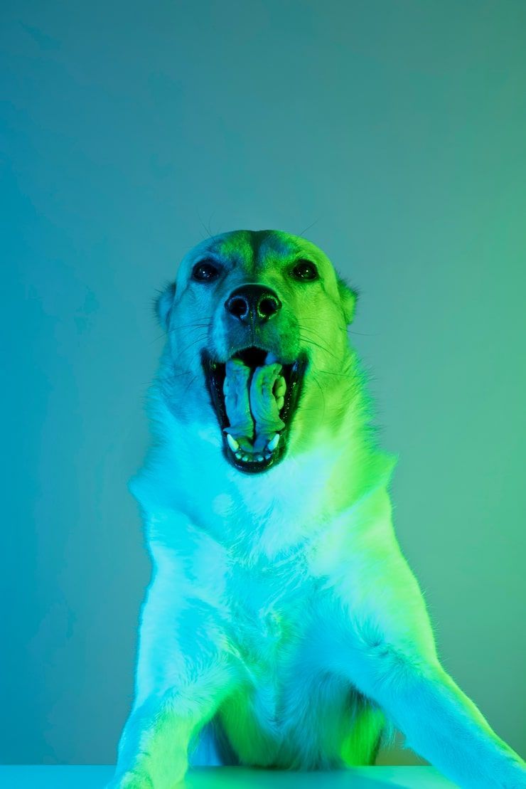 740x1109 Aggressive Dog Branding Photo Free High Quality Picture