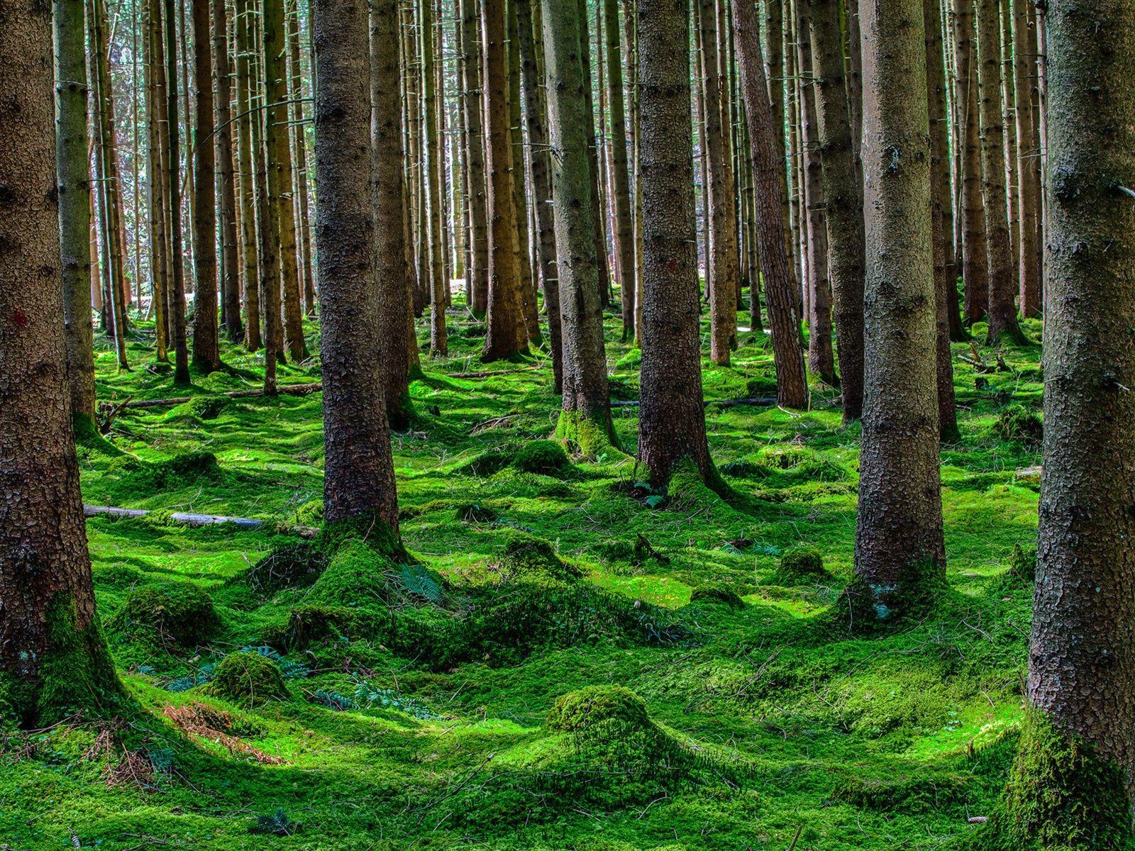 1600x1200 Wallpaper Summer forest, trees, pine, moss 1920x1200 HD Picture, Image