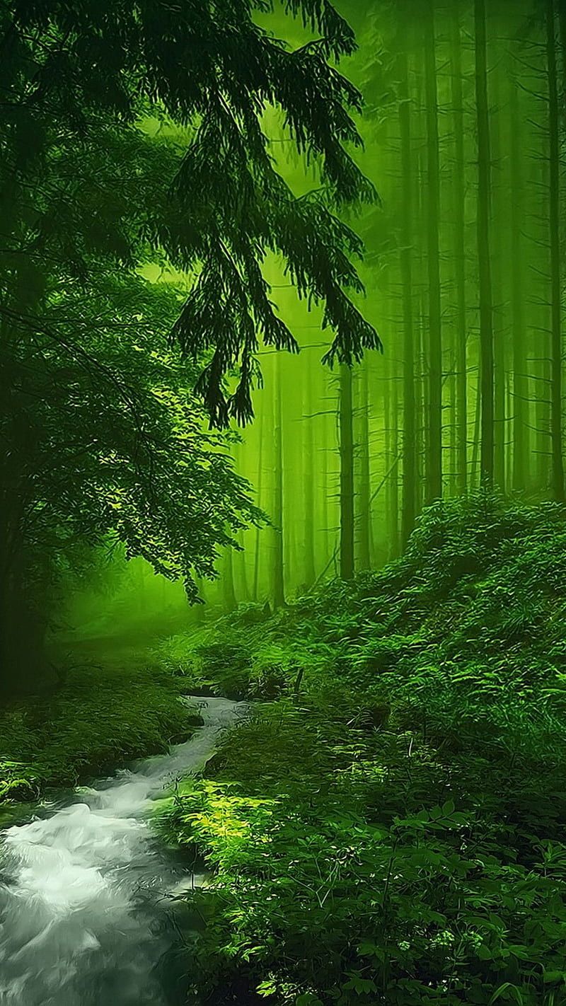 800x1422 Fantasy forest, colors, fall, forest, green, mystic, HD phone wallpaper
