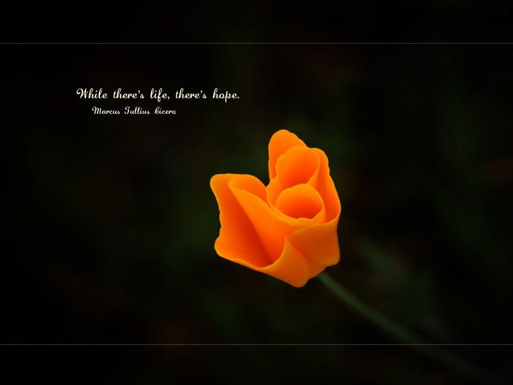 1024x768 Best Hope Quotes
