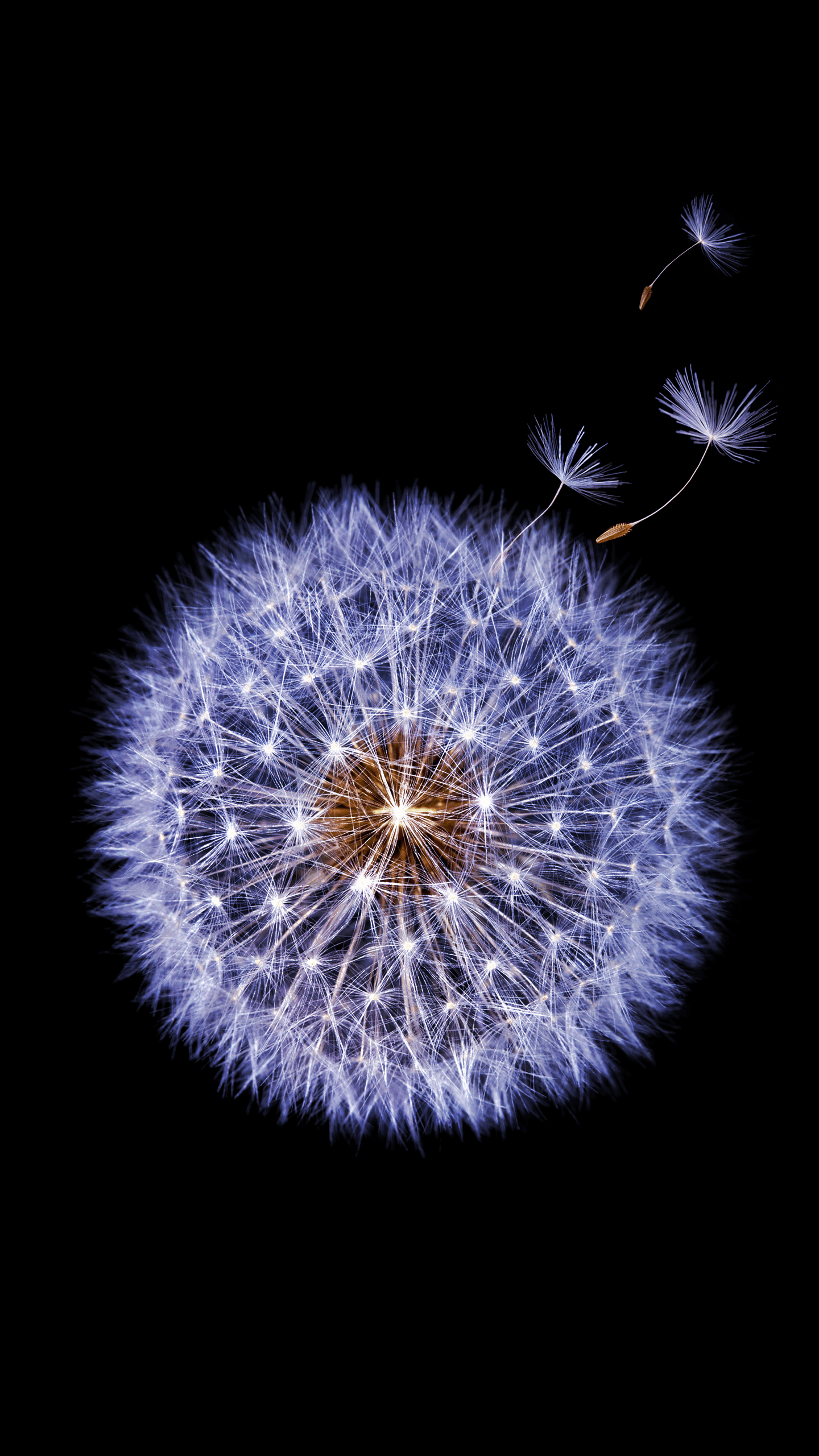 1440x2560 Wallpaper Samsung Galaxy S Dandelion flower, Dark, Stock, HD