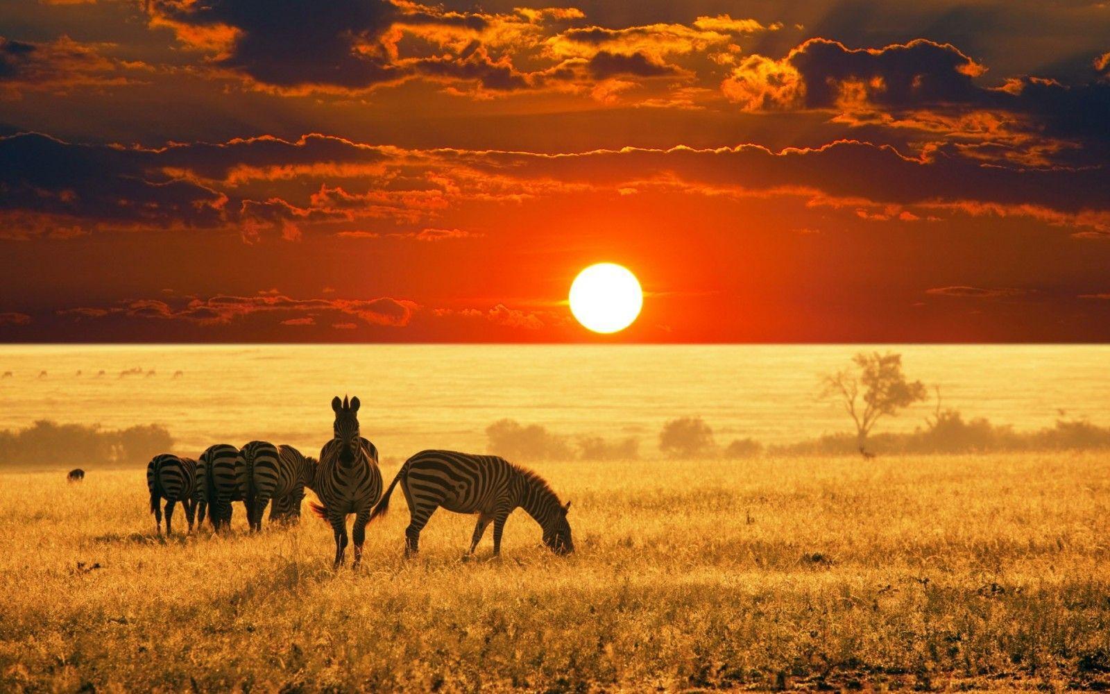 1600x1000 African Savanna Wallpaper