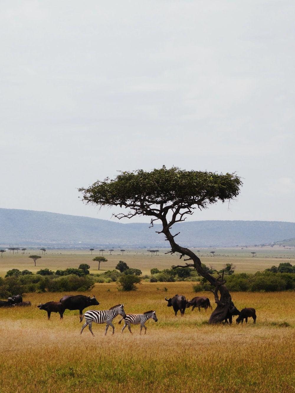 1000x1333 Savanna Picture. Download Free Image
