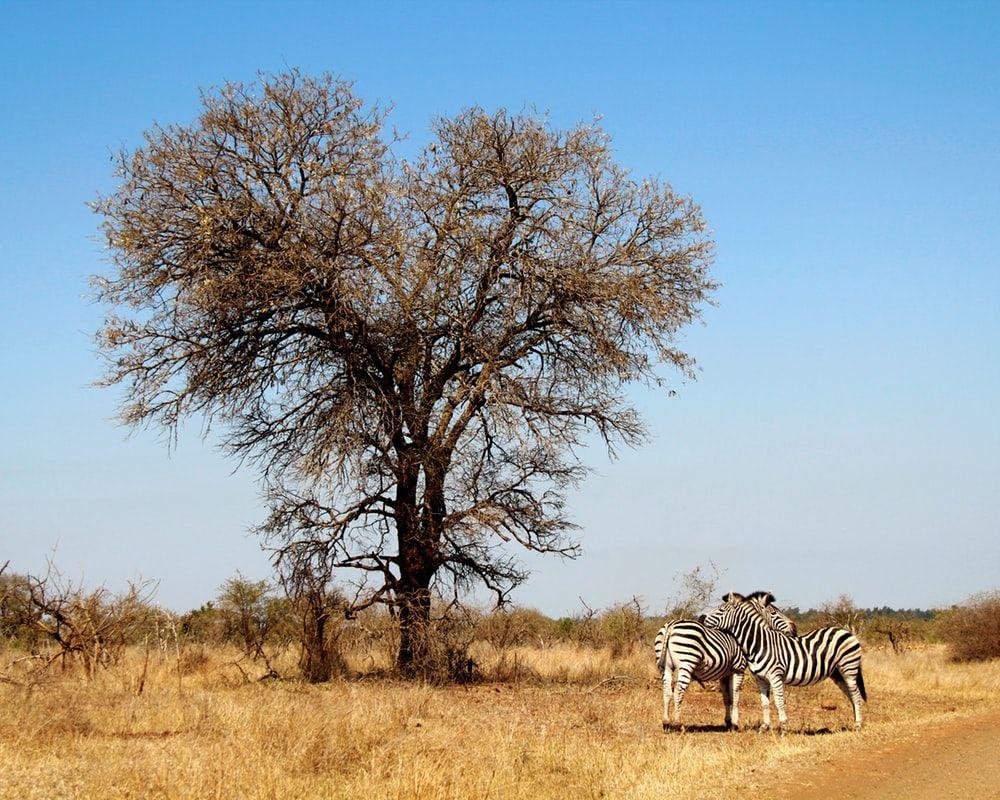 1000x800 Savanna Picture. Download Free Image