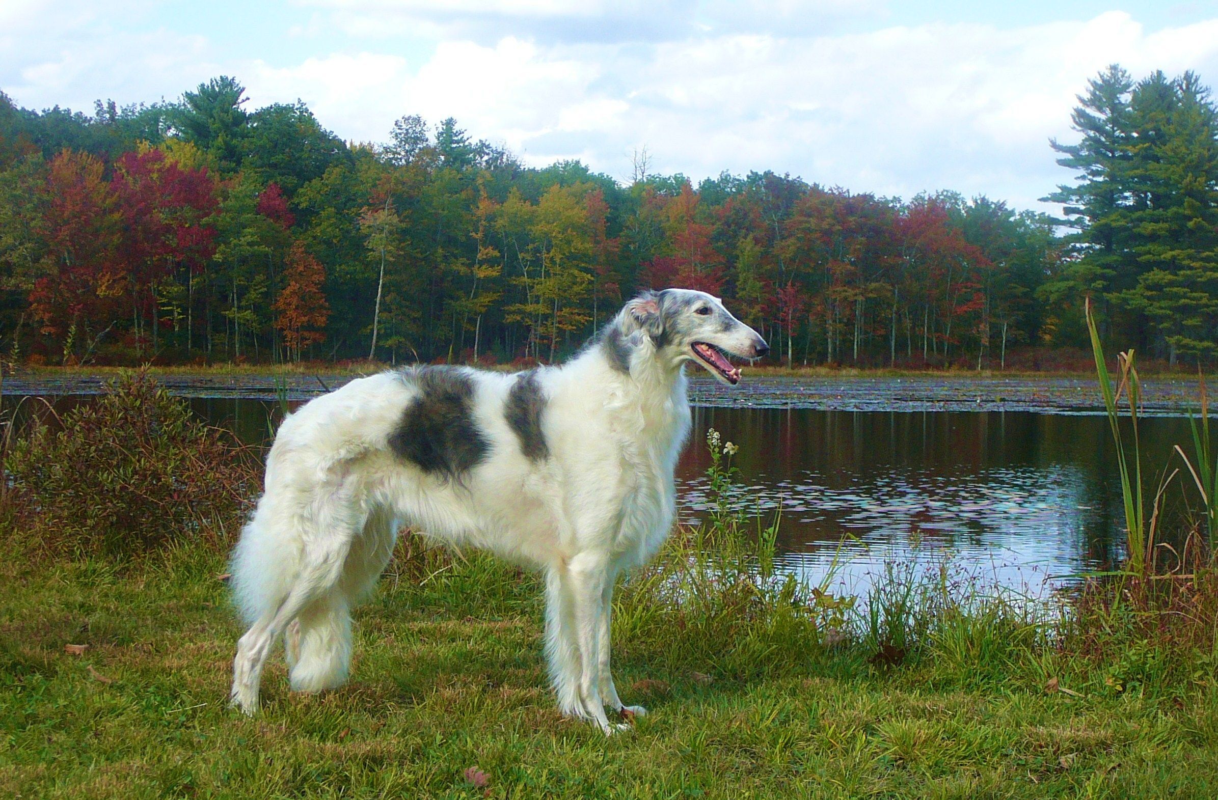 2391x1571 Borzoi dog at lake photo and wallpaper. Beautiful Borzoi dog at lake picture