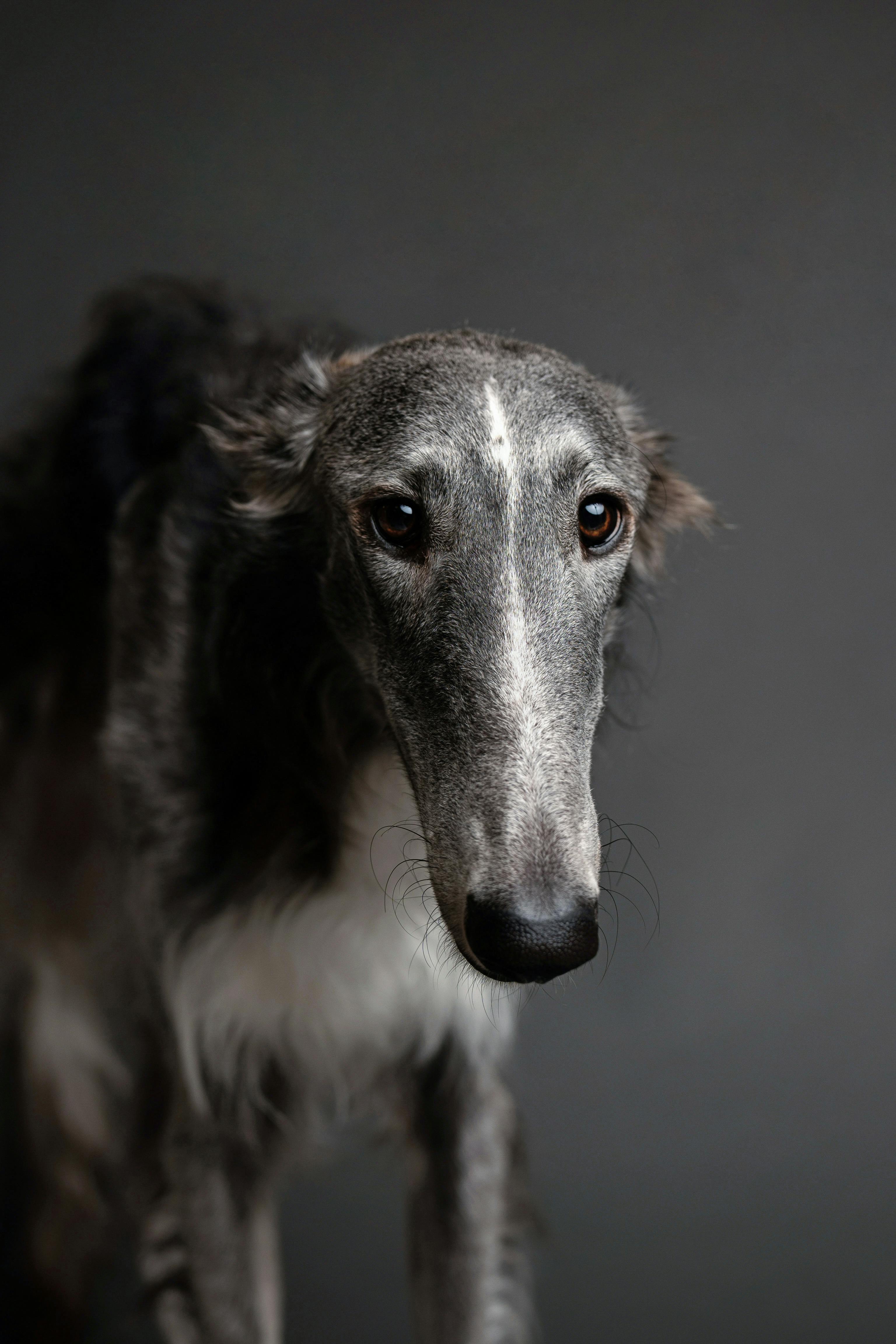 3072x4608 Close Up Of A Borzoi Dog · Free