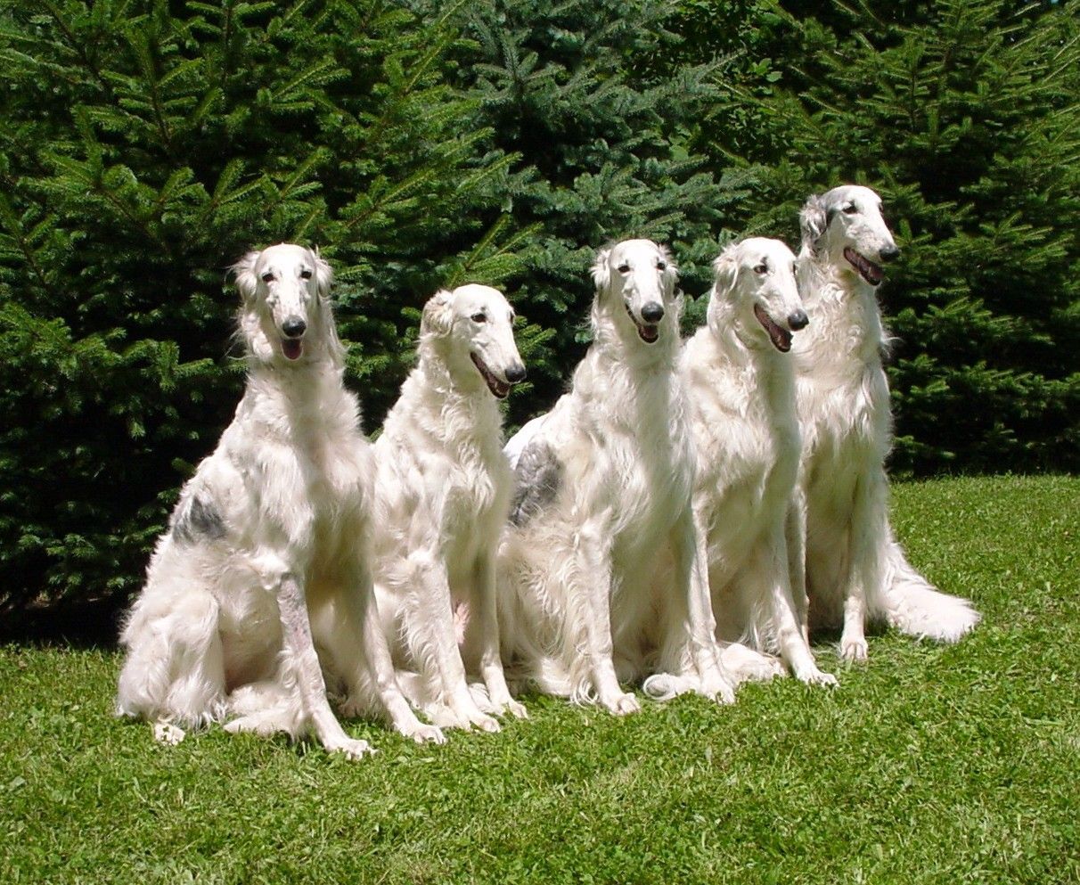 1212x993 White Borzoi dogs photo and wallpaper. Beautiful White Borzoi dogs picture