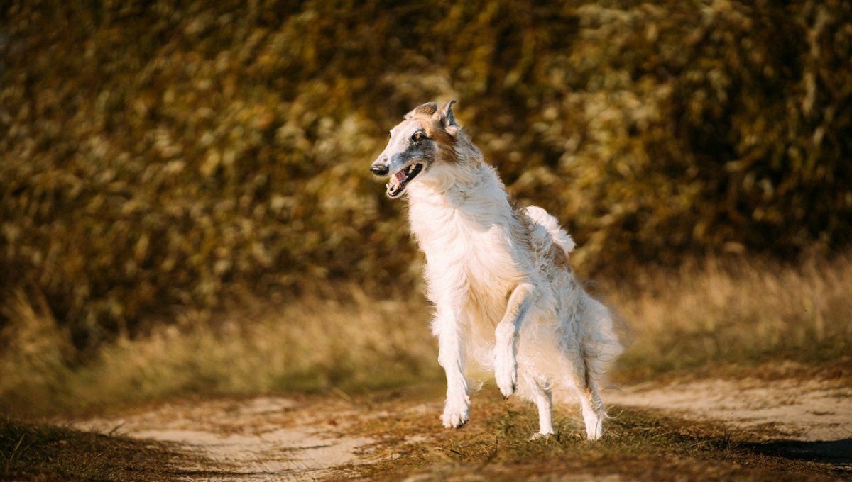 1200x680 Borzoi