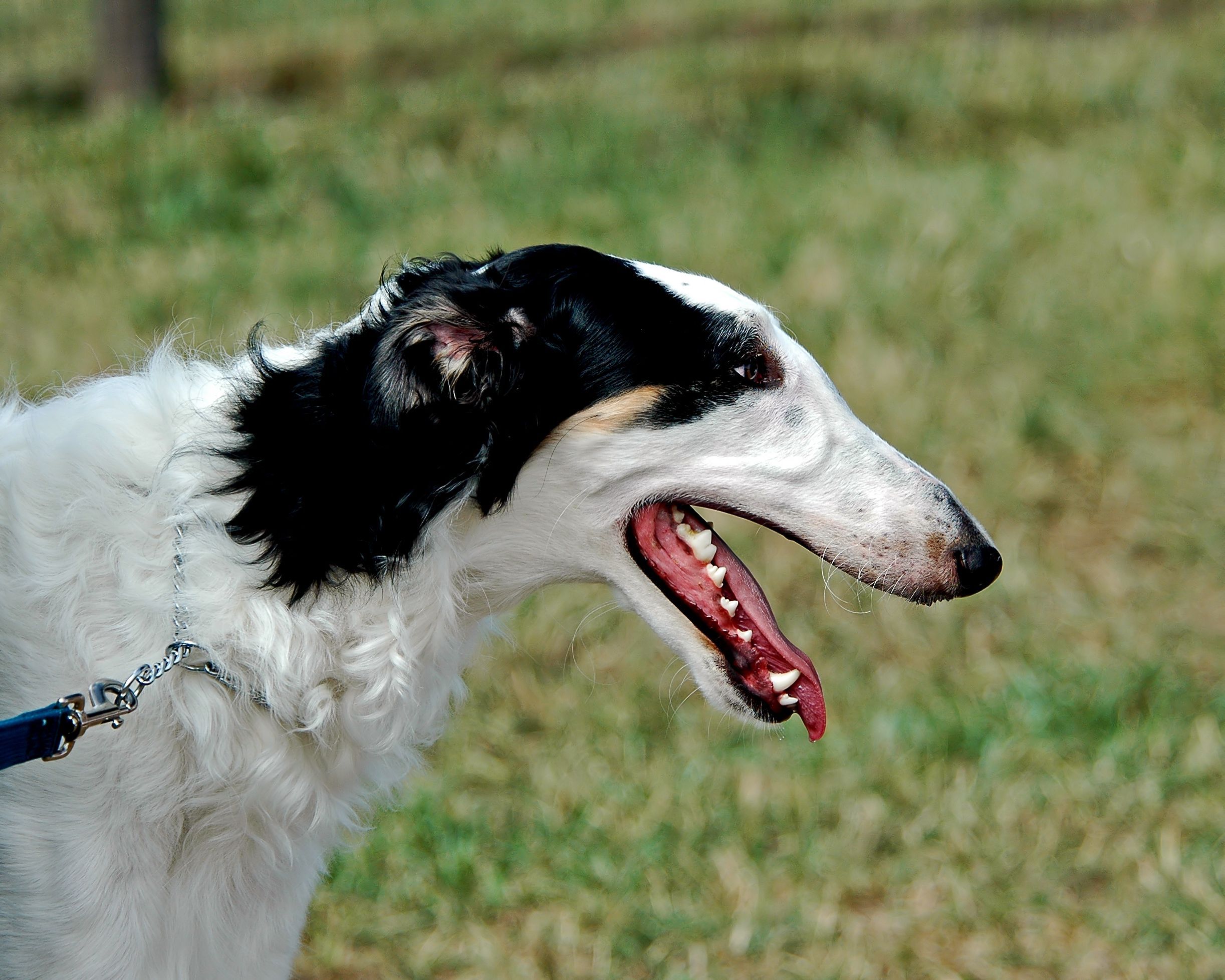 2445x1956 Cute Borzoi dog photo and wallpaper. Beautiful Cute Borzoi dog picture