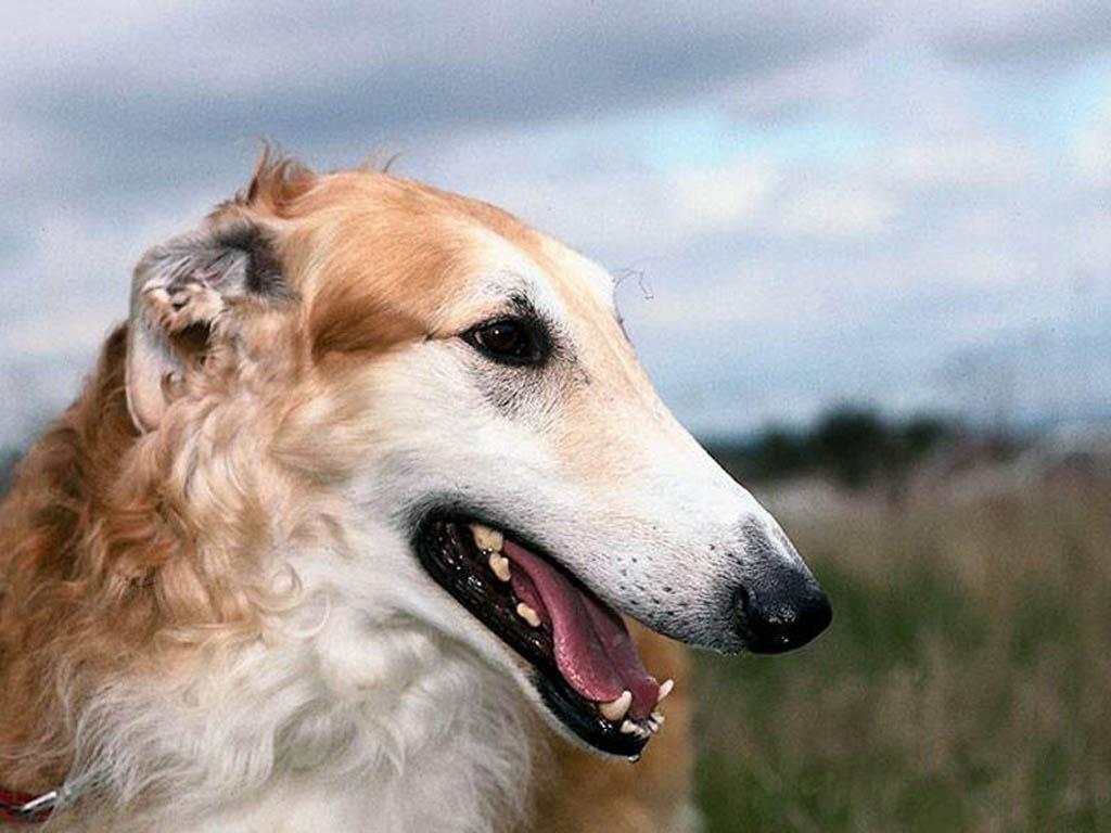 1024x768 Borzoi dog face photo and wallpaper. Beautiful Borzoi dog face picture