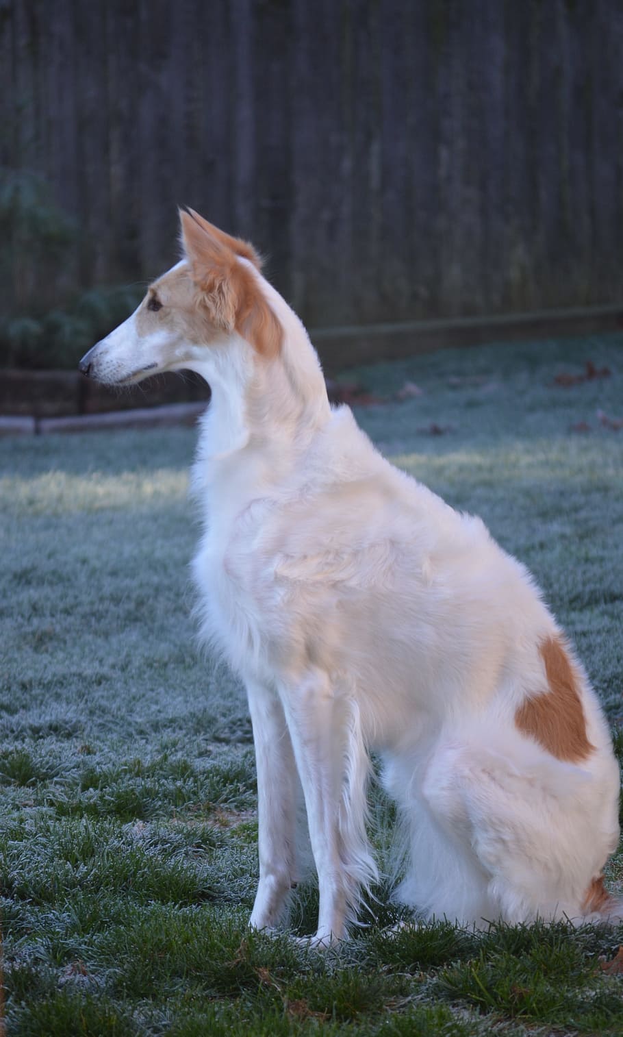 910x1514 HD wallpaper: russian wolfhound, borzoi, breed, sighthound, dog, pet, white