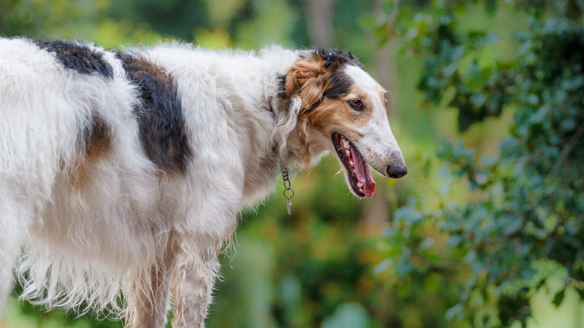 1920x1080 Borzoi: Breed profile and information