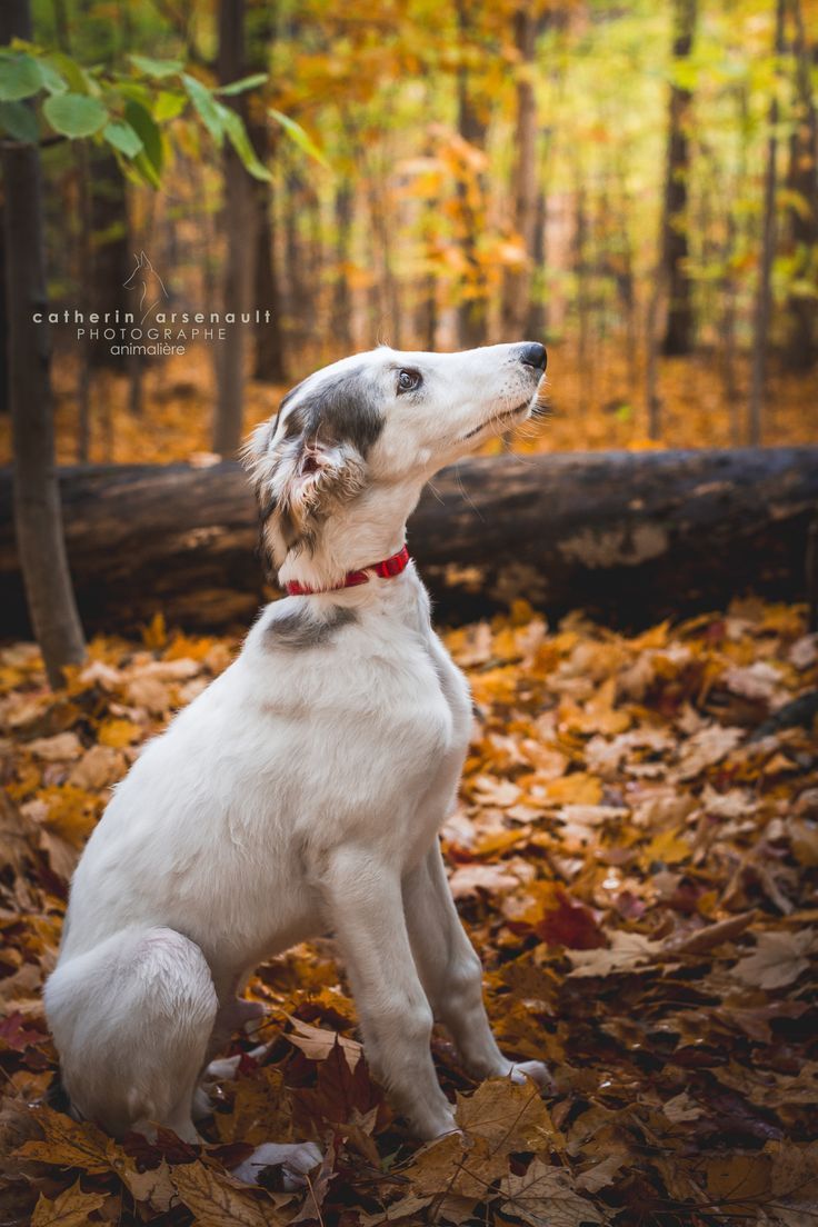 736x1104 Borzoi ideas. borzoi, borzoi dog, beautiful dogs