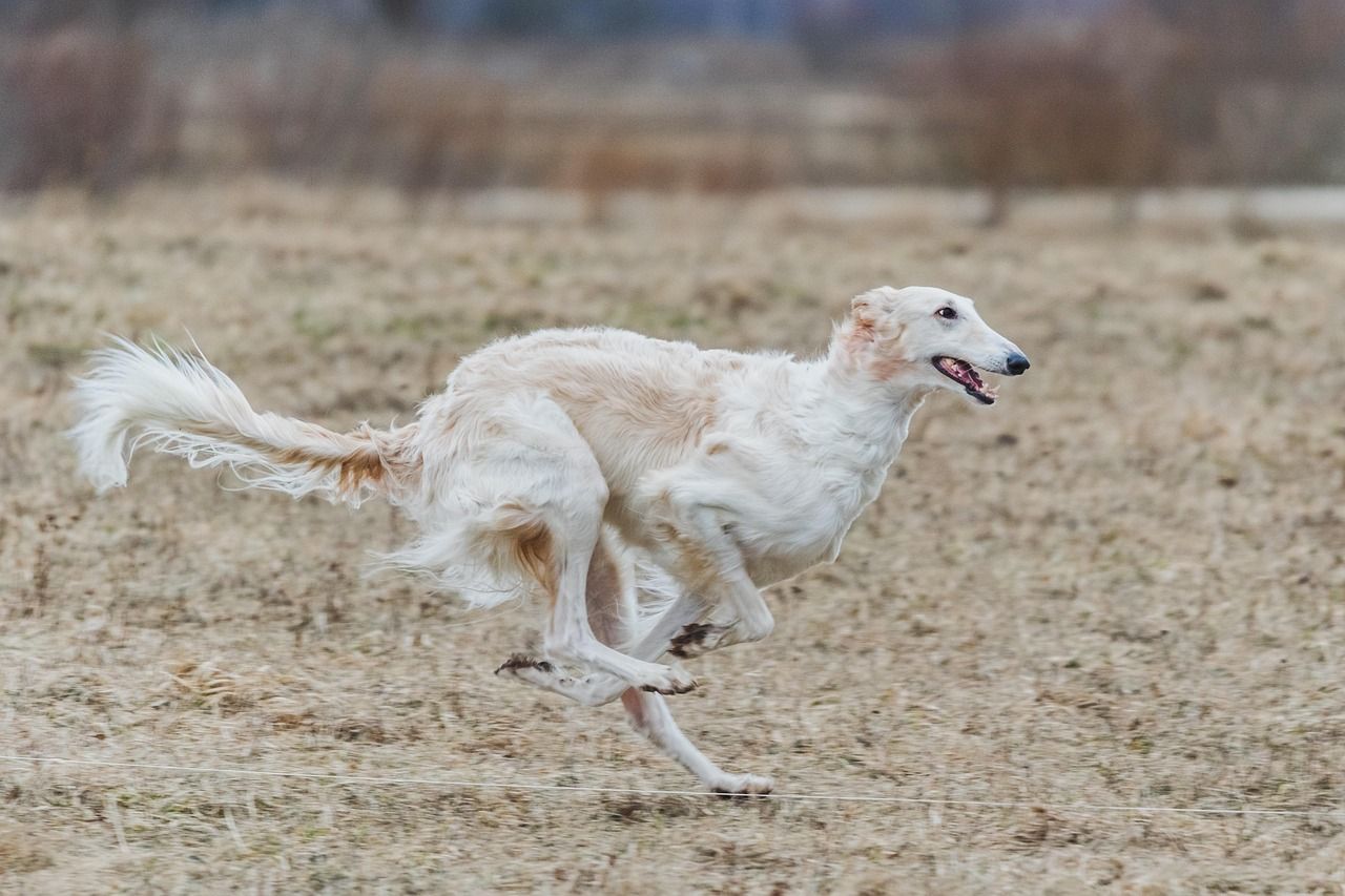 1280x853 Free Borzoi Ruso & Borzoi Image