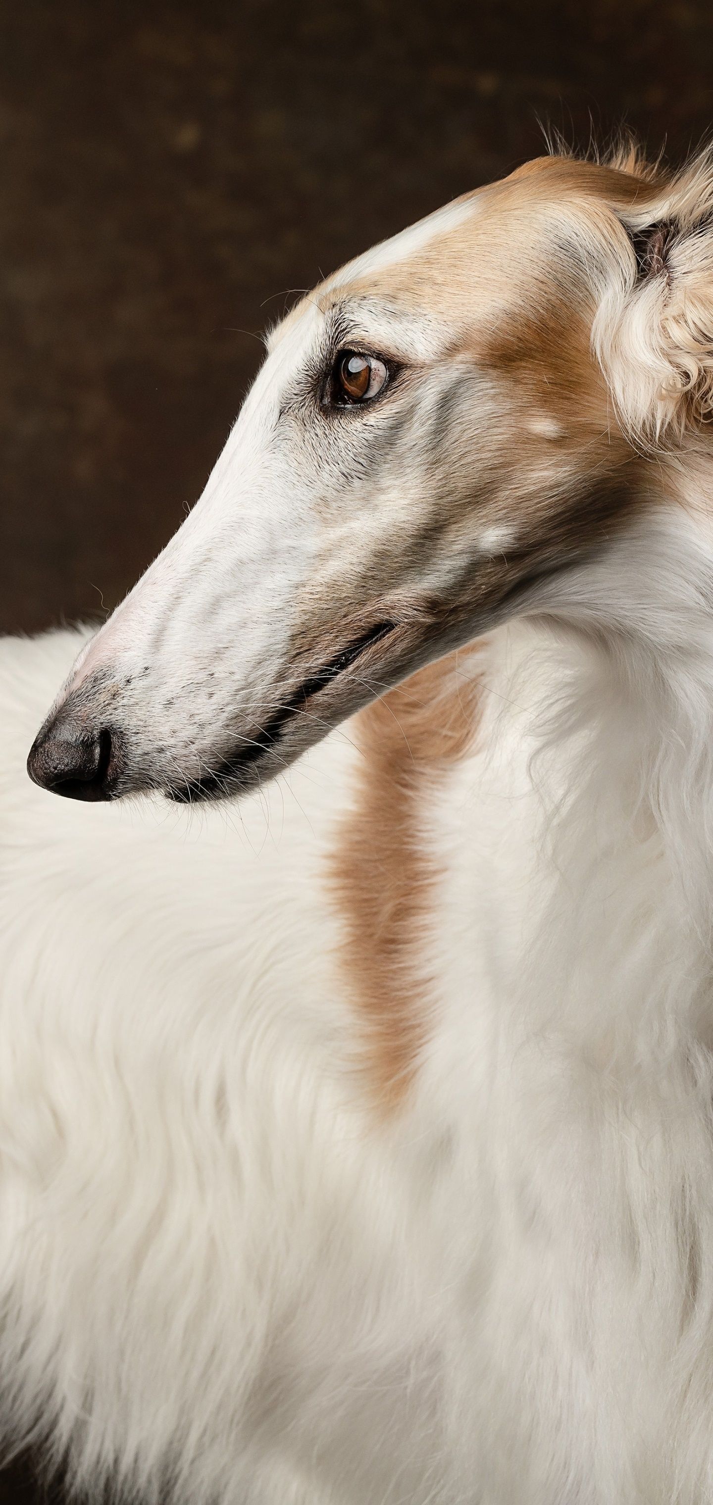 1440x3040 Animal Borzoi, 1440x3040 Phone HD Wallpaper
