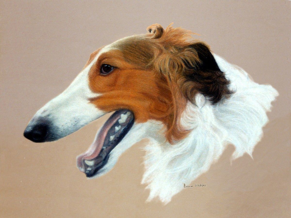 1200x900 BORZOI CHARMING DOG GREETINGS NOTE CARD BEAUTIFUL HEAD STUDY
