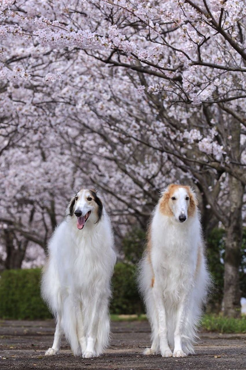 850x1275 Borzoi HD phone wallpaper