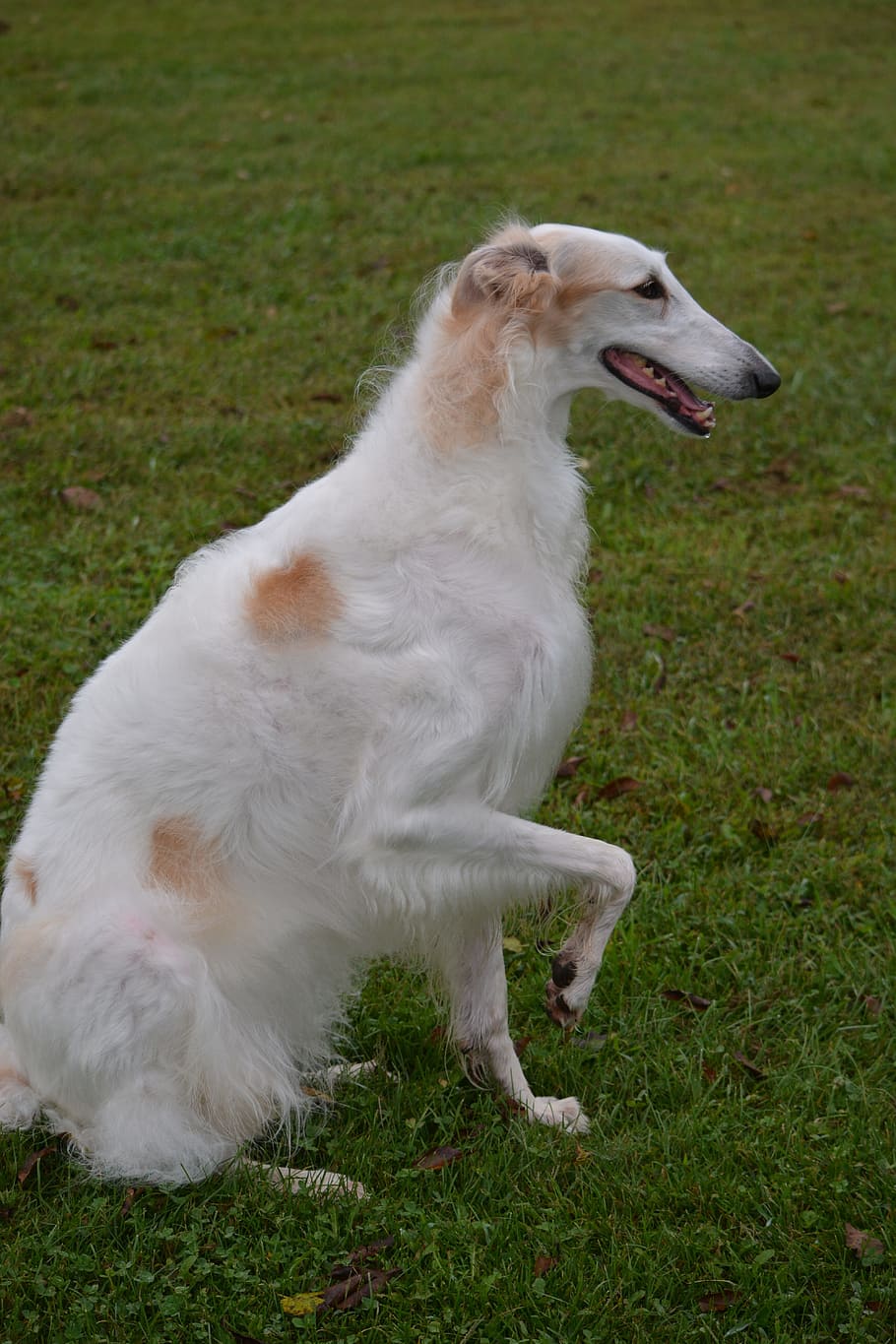 910x1365 HD wallpaper: borzoi, russian wolfhound, breed, sighthound, animal, dog, pet