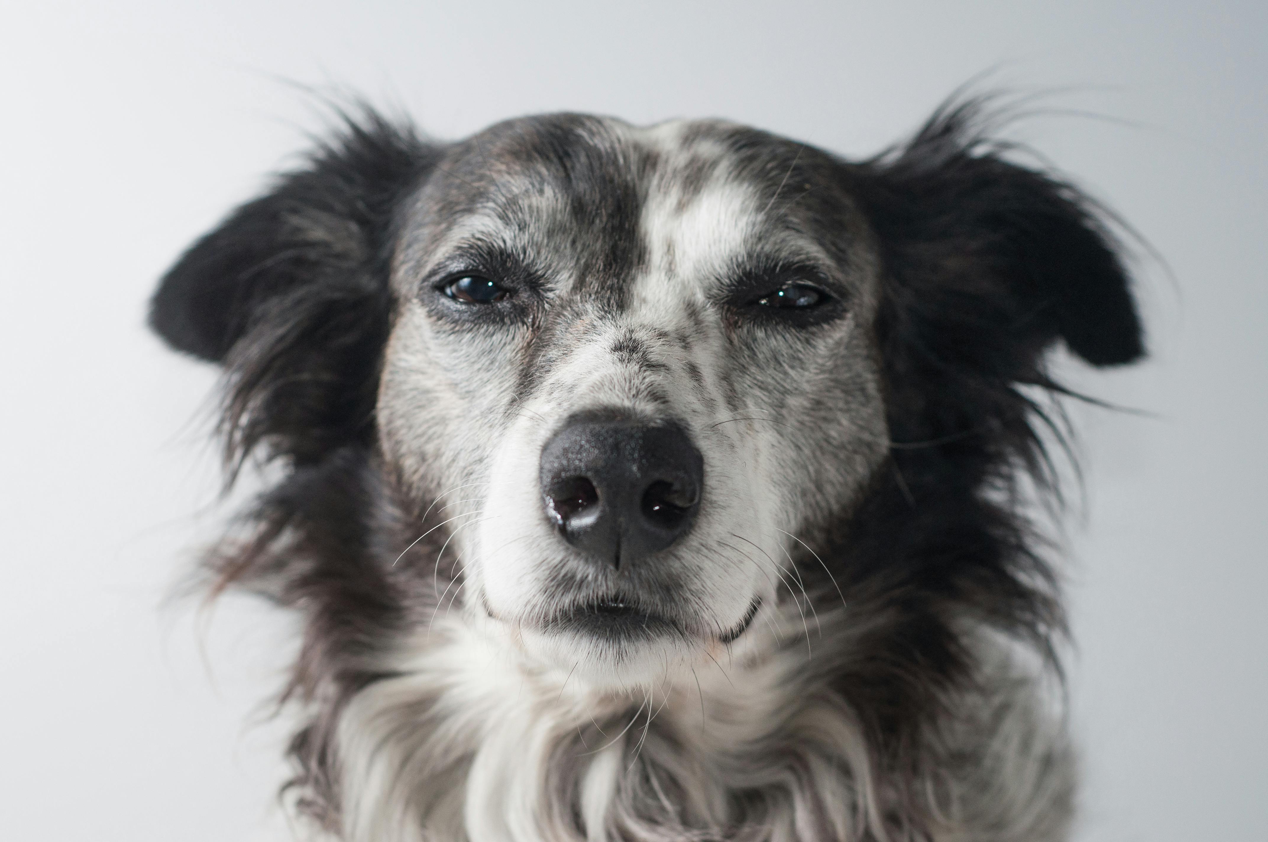 4288x2848 Close Up Of A Borzoi Dog · Free