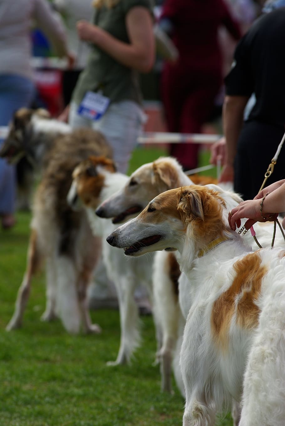 910x1359 HD wallpaper: dogs, dog show, russian wolfhound, borzoi, animal, domestic