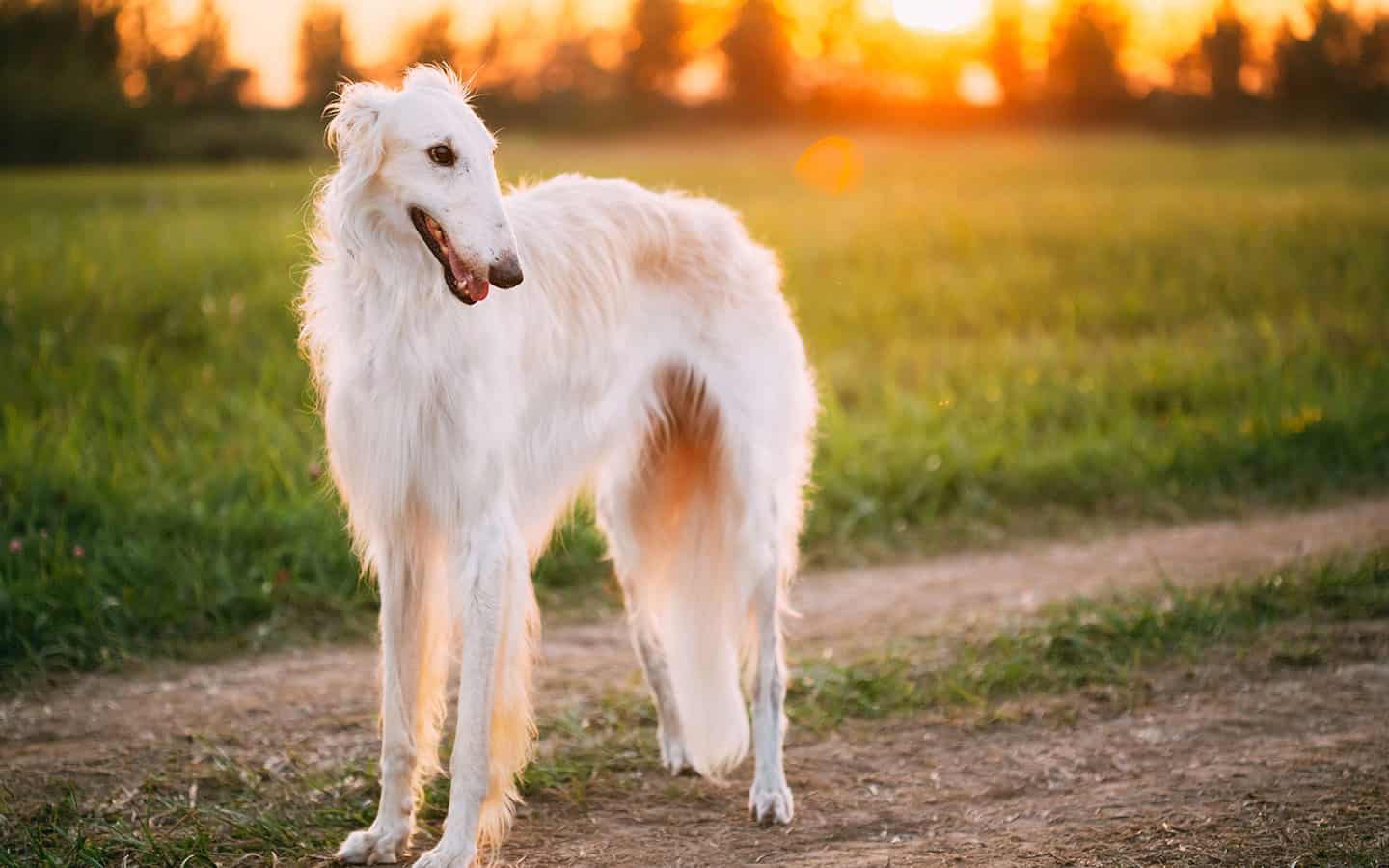1440x900 3poo1 Breeds Guide Characteristics & Care Tips