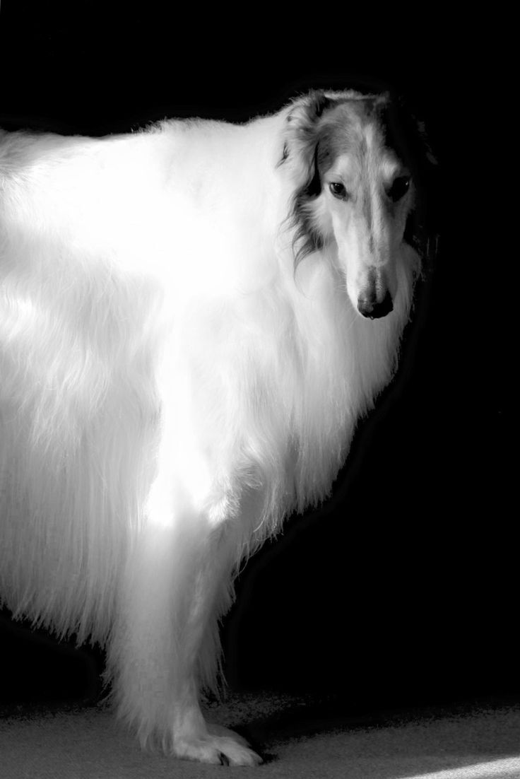 736x1102 White Border Collie Standing on Floor