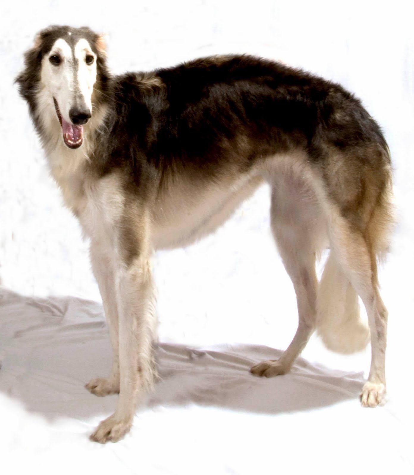 1392x1600 Hortaya Borzaya dog portrait photo and wallpaper. Beautiful Hortaya Borzaya dog portrait picture