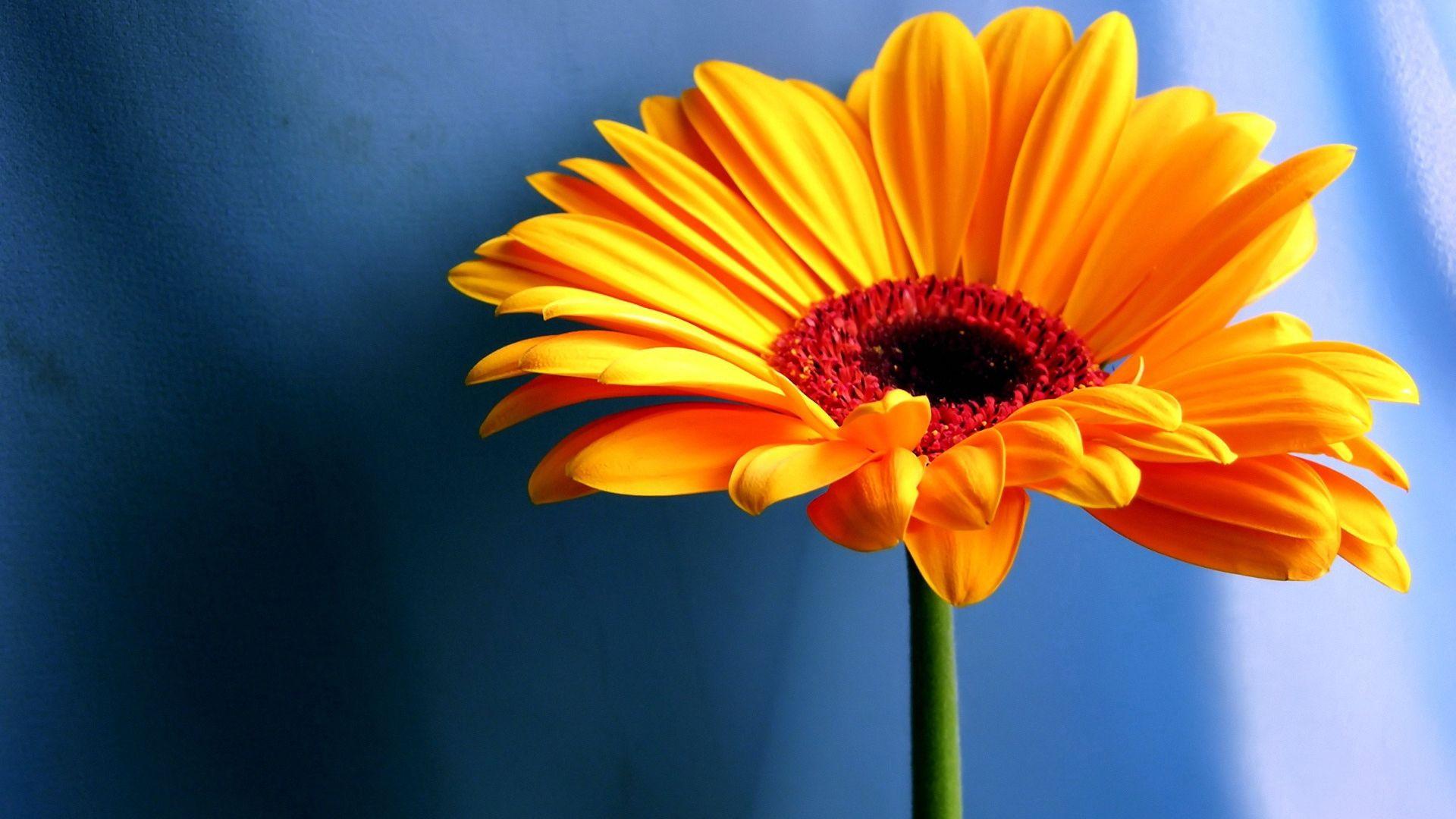 1920x1080 Best HD Flower, Yellow HD Flower