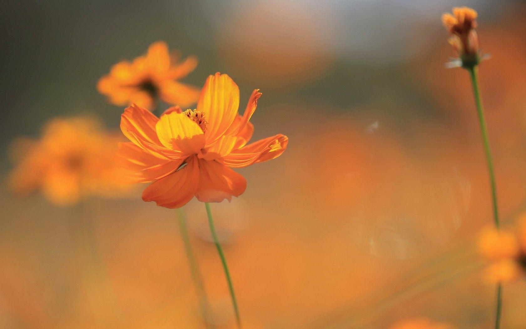 Orange Flower Desktop Wallpapers - Top Free Orange Flower Desktop ...