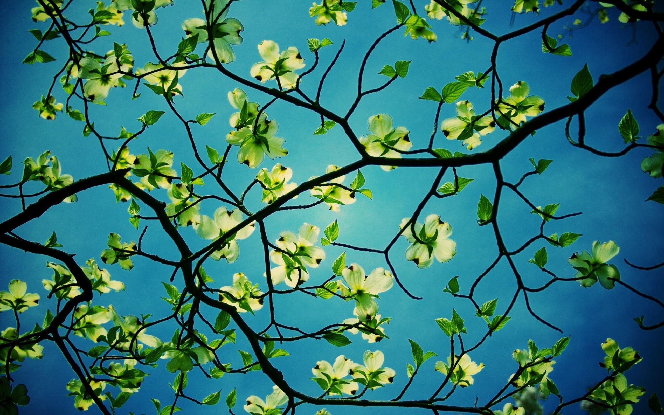 2560x1600 Dogwood Tree Desktop HD Flower Wallpaper Dogwood Tree Desktop