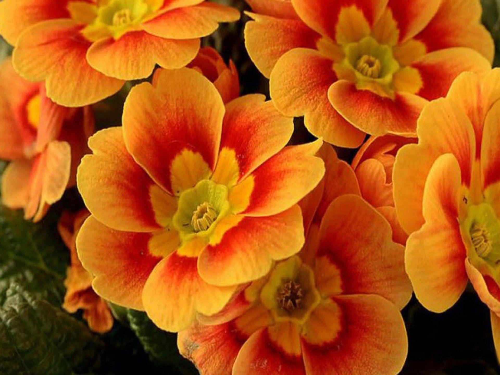 Orange Flower Wallpapers - Top Free Orange Flower Backgrounds ...