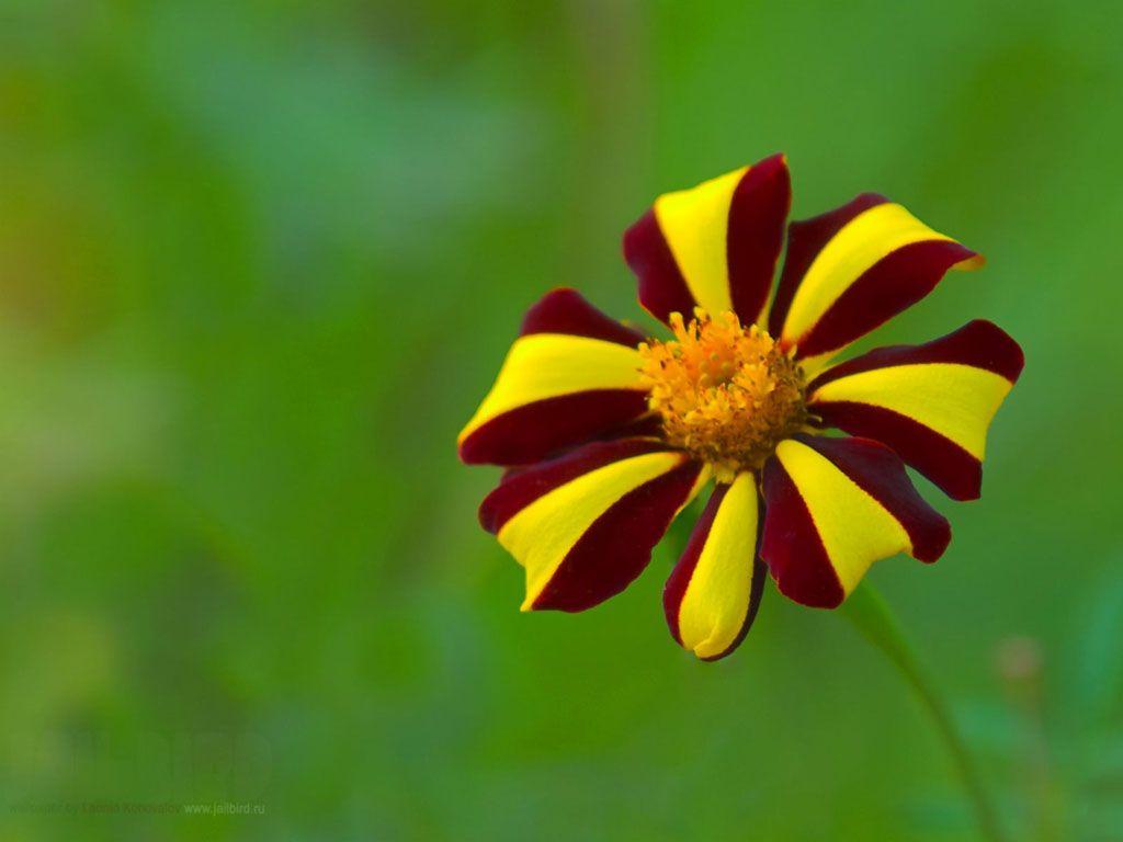 1024x768 Lencir Kuning: 25 Inspirational Best Flower Image Download