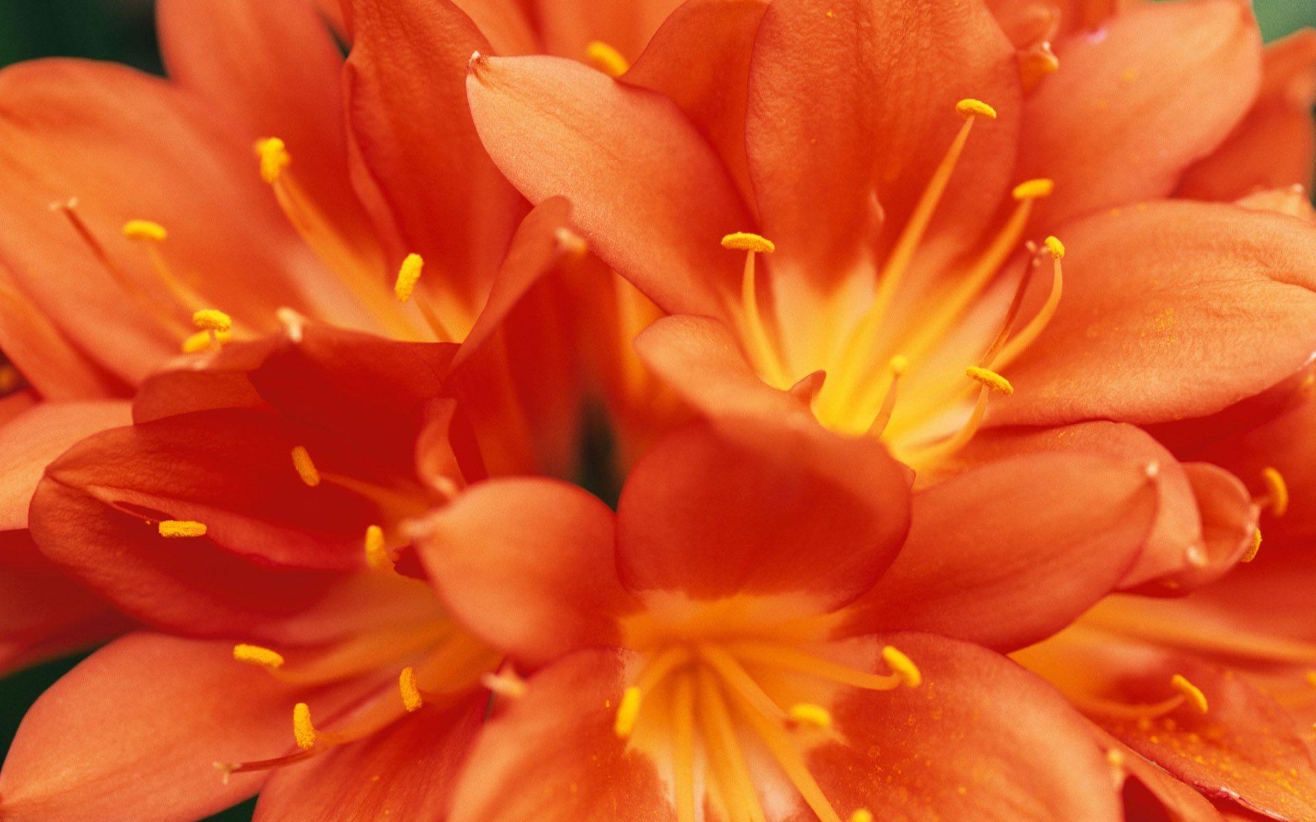 Orange Flower Wallpapers - Top Free Orange Flower Backgrounds