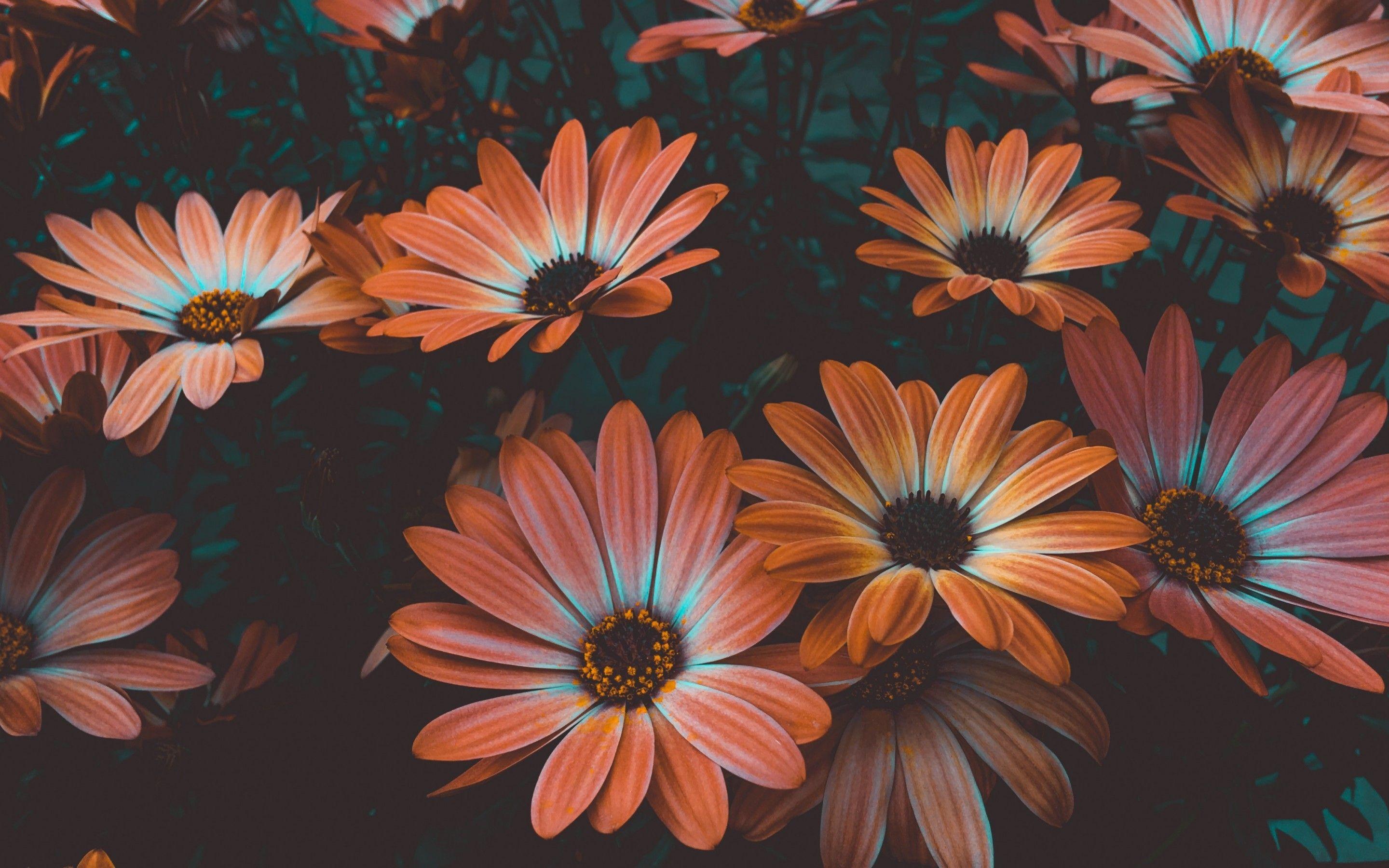 2880x1800 Download 2880x1800 African Daisy, Orange Flowers, Osteospermum