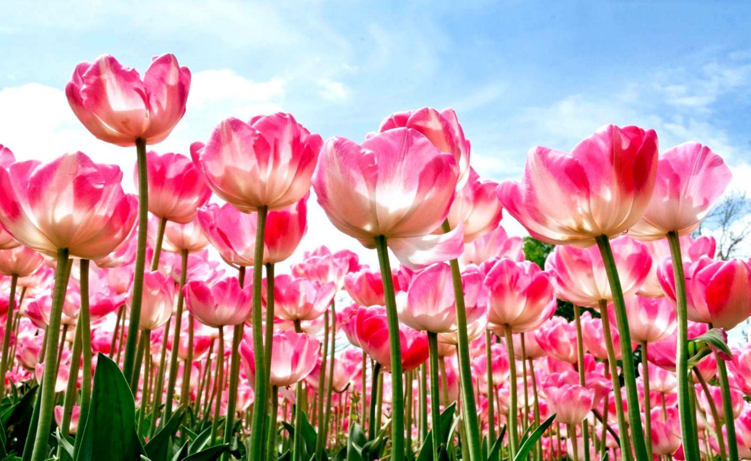 1520x934 Beautiful Flower Wallpaper For Your Desktop Mobile