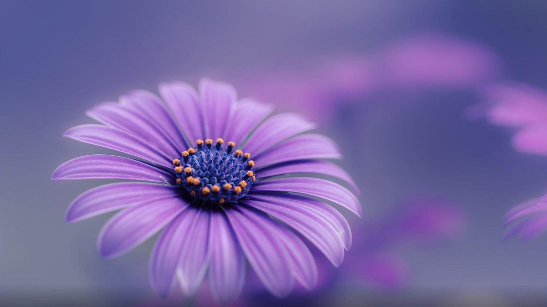 1920x1080 Blue Flower Wallpaper.bjgmc
