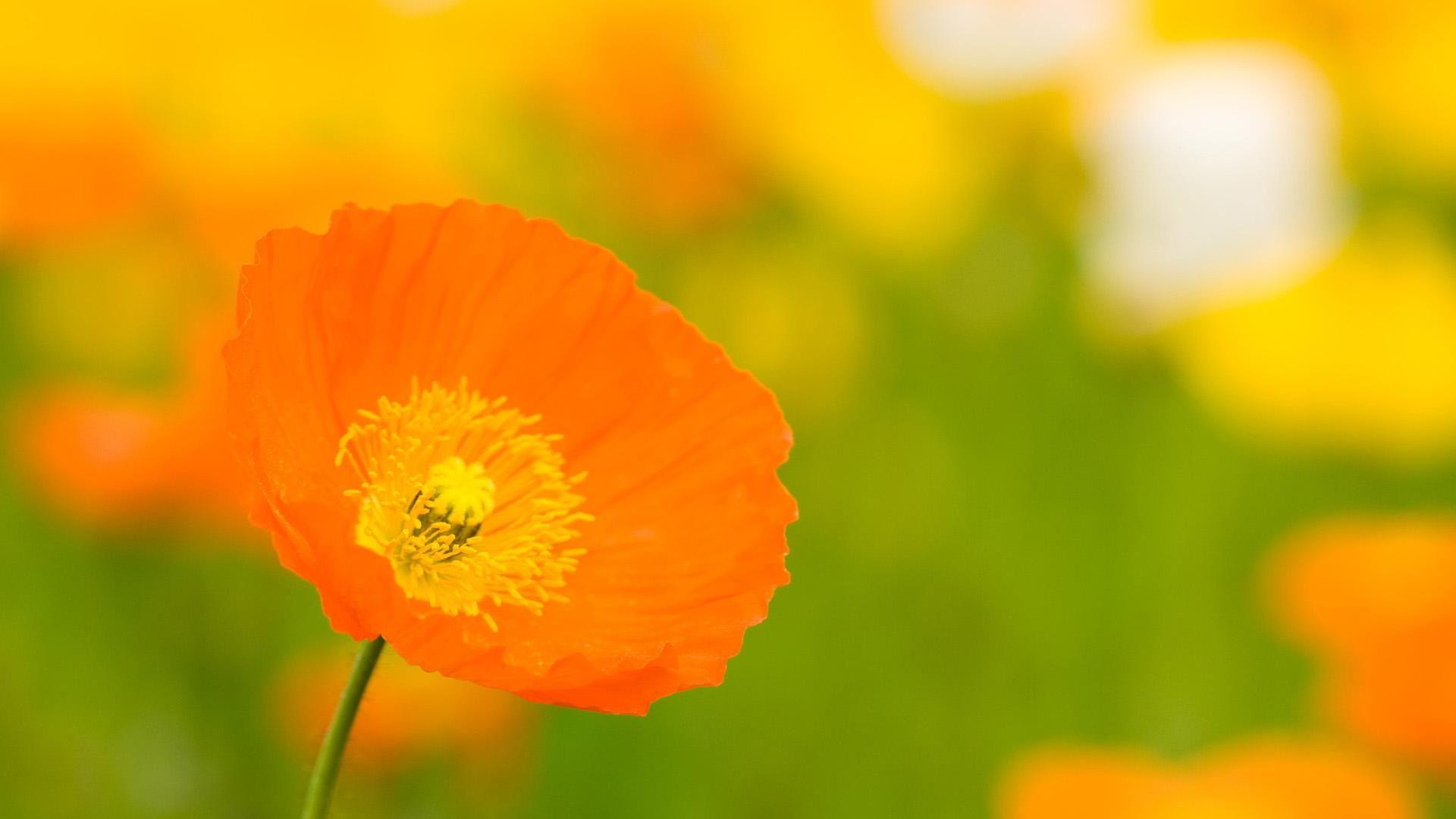 1920x1080 Orange Flower