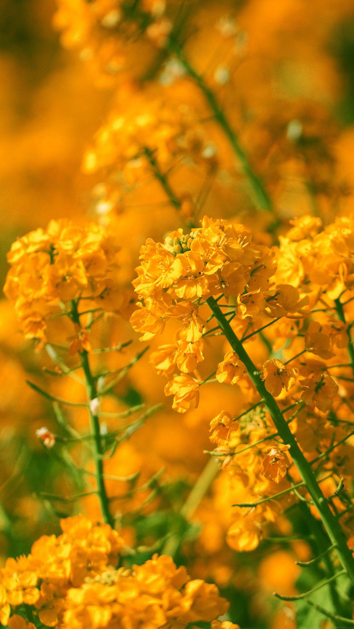 1242x2208 Orange Flower Spring Fun Nature Android Wallpaper Flower