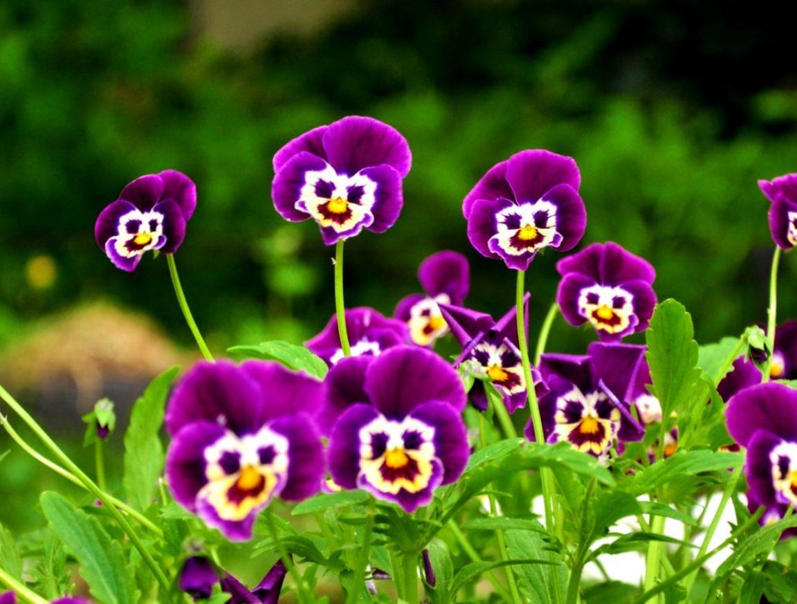 1152x873 Hd Nature Wallpaper Landscape Flowers Field Nature