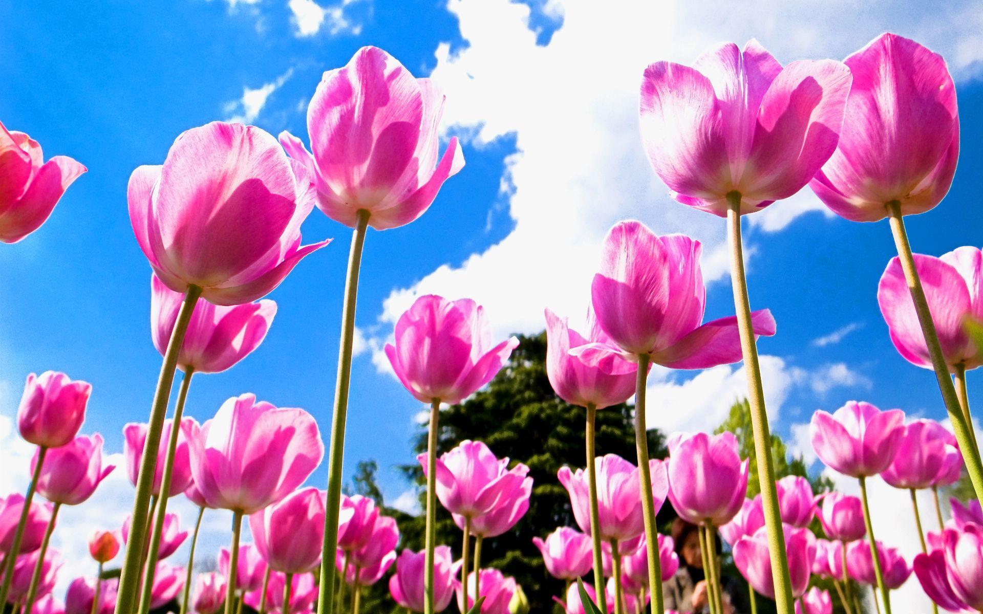 Tulip Flower Wallpapers - Top Free Tulip Flower Backgrounds -  WallpaperAccess