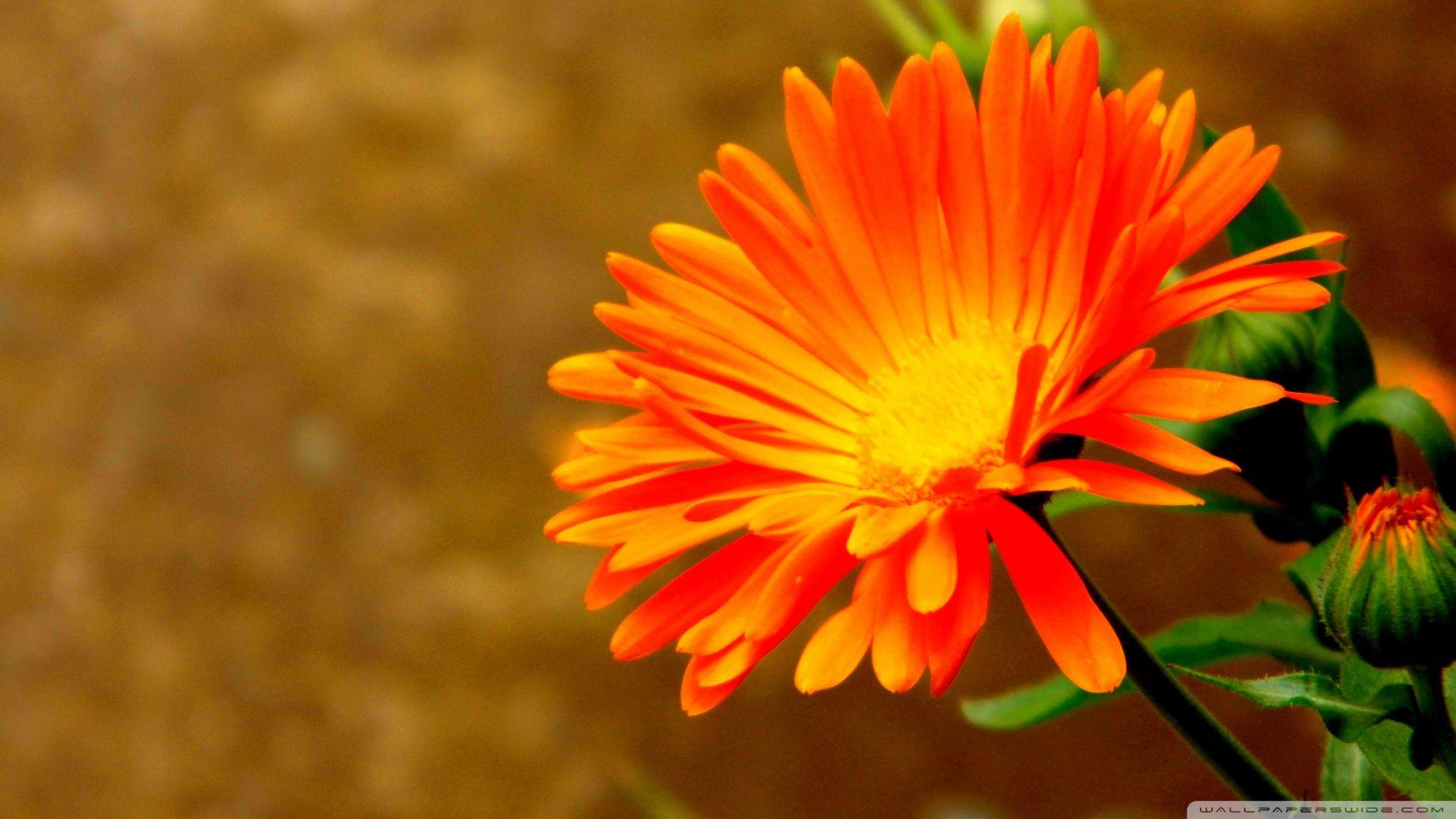 1920x1080 Orange Flowers wallpaperx1080
