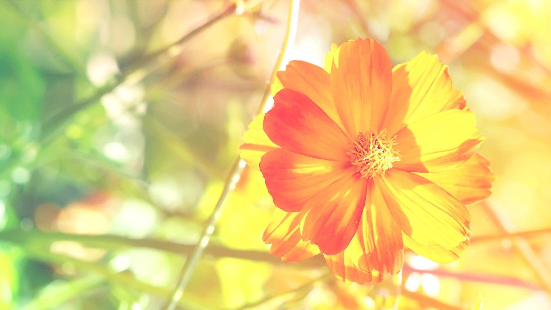 1920x1080 Best HDQ Orange Flowers Picture (Best 42 HD Widescreen Wallpaper)