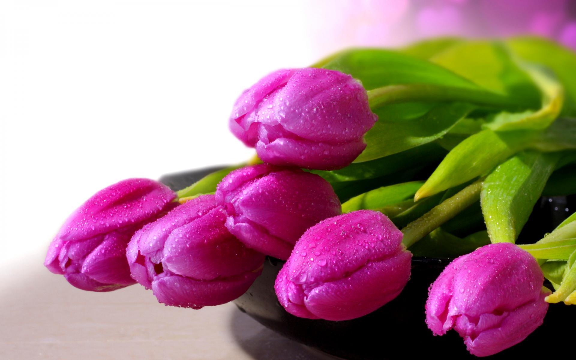 1920x1200 Tulip Flower Wallpaper 034 Plateau Golf