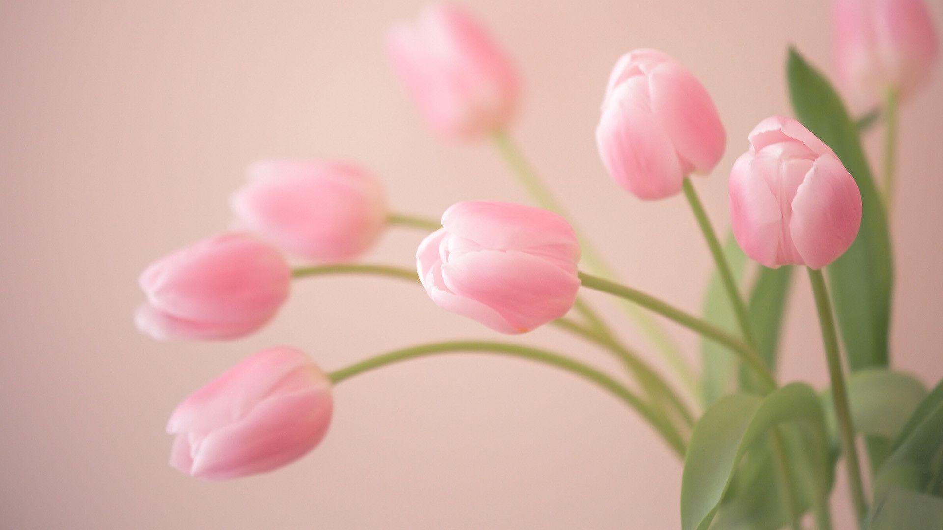 1920x1080 Free download 76 Tulip Flower Wallpaper
