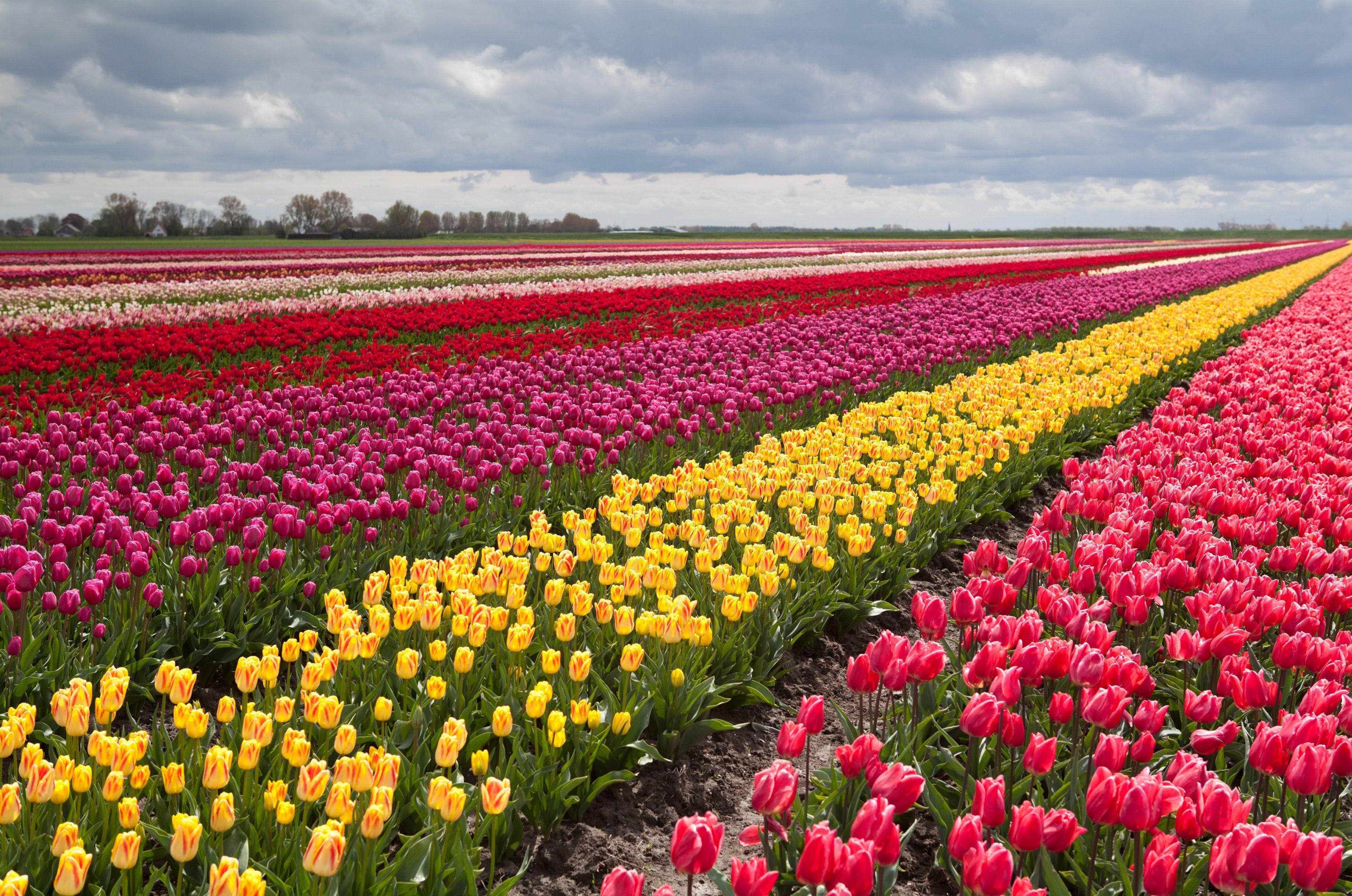 3900x2585 Field Of Tulip Flowers, Download Wallpaper