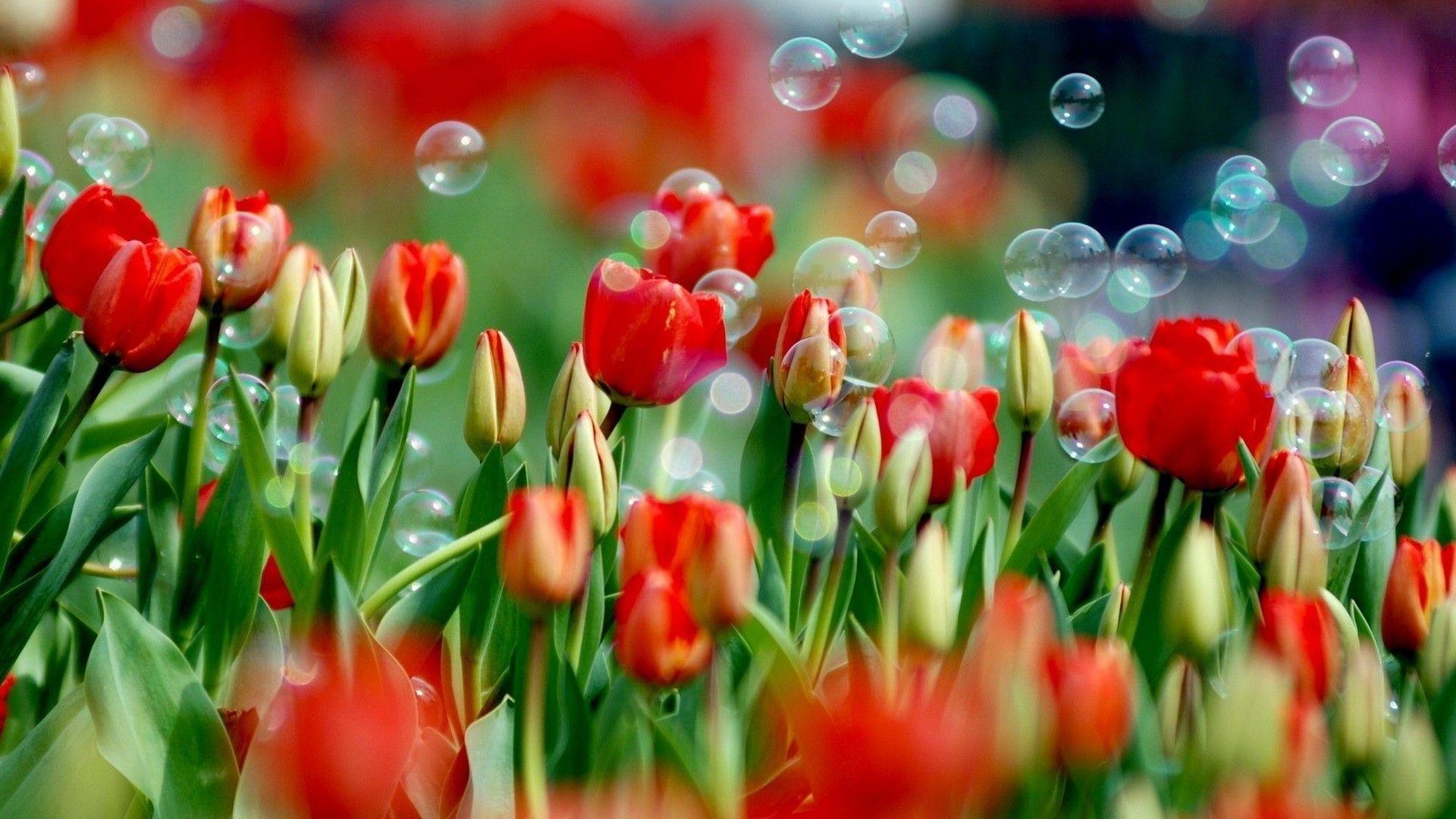 1920x1080 Tulip Flower Wallpaper