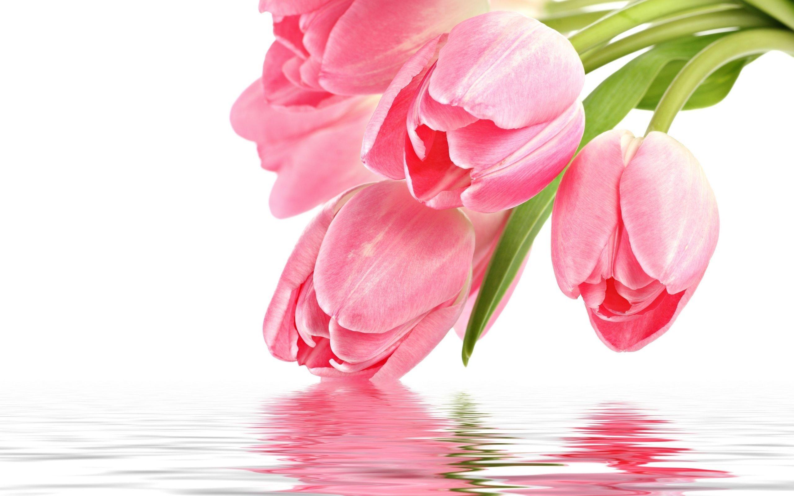 2560x1600 Wallpaper Tulip flower with water reflection 2560x1600 HD Picture