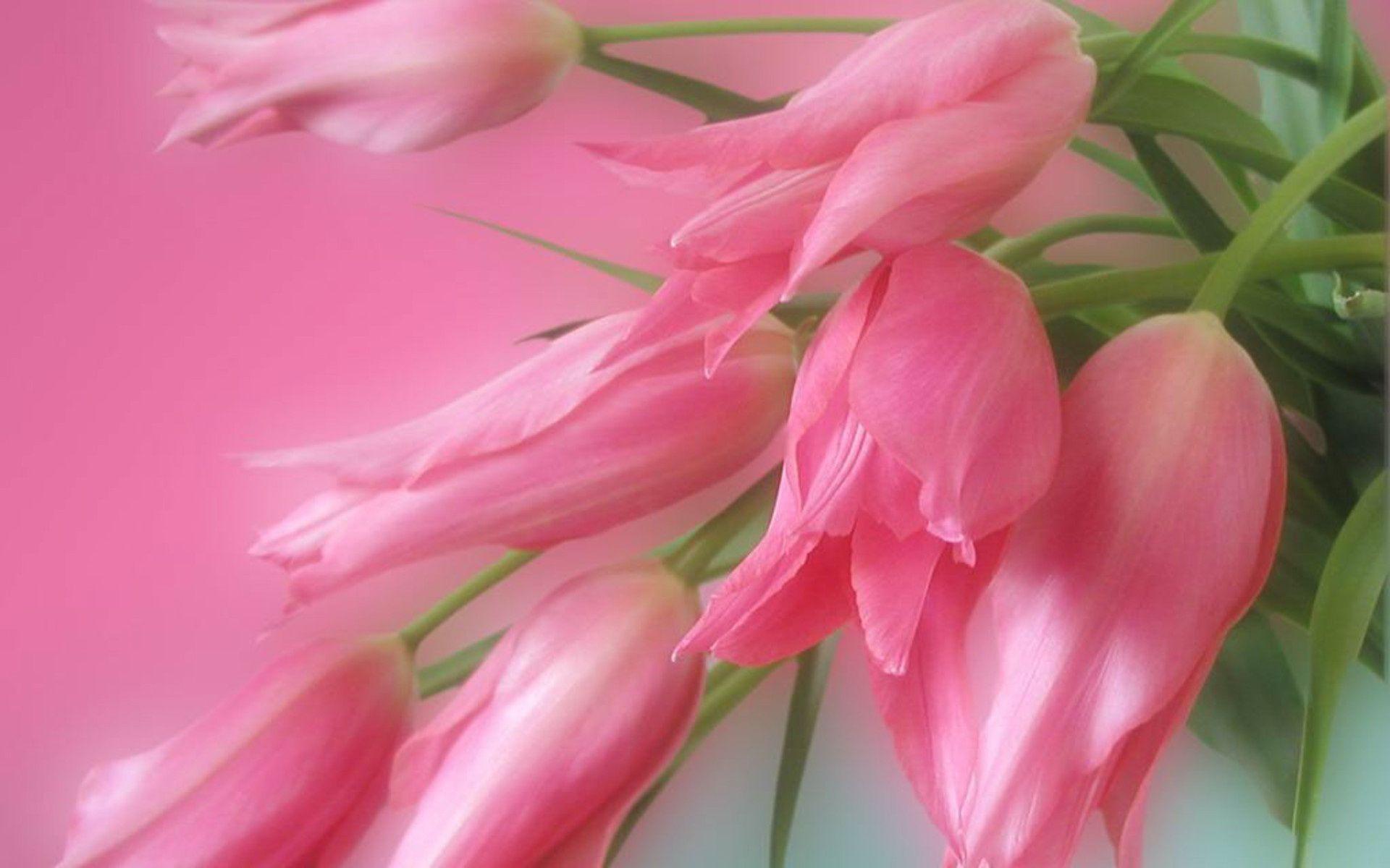 1920x1200 Flower Tulip Flowers Hd, Download Wallpaper