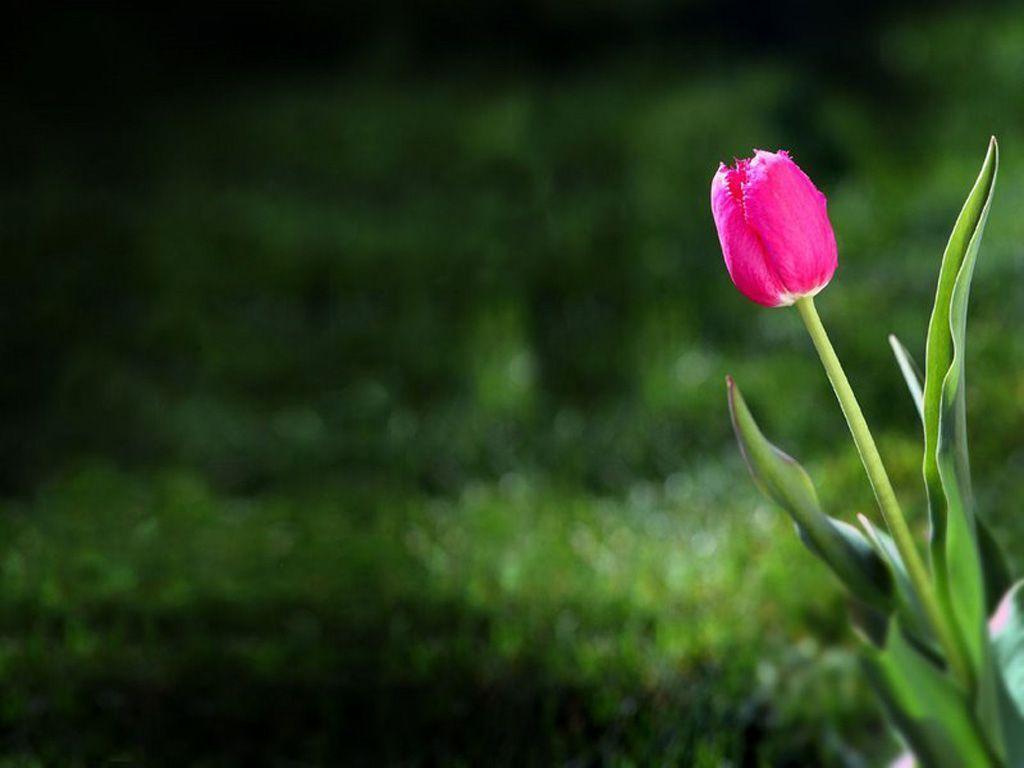 1024x768 Tulip Flowers Wallpaper