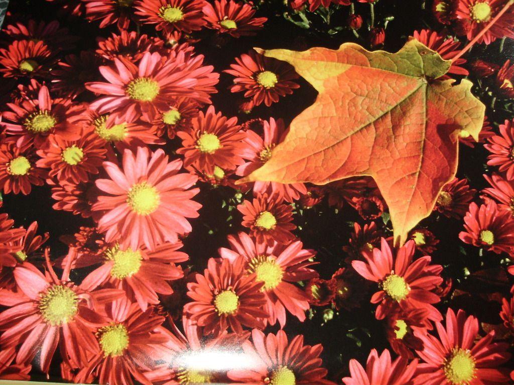 1024x768 fall flowers Wallpaper. Fall flowers, Flower wallpaper, Flowers